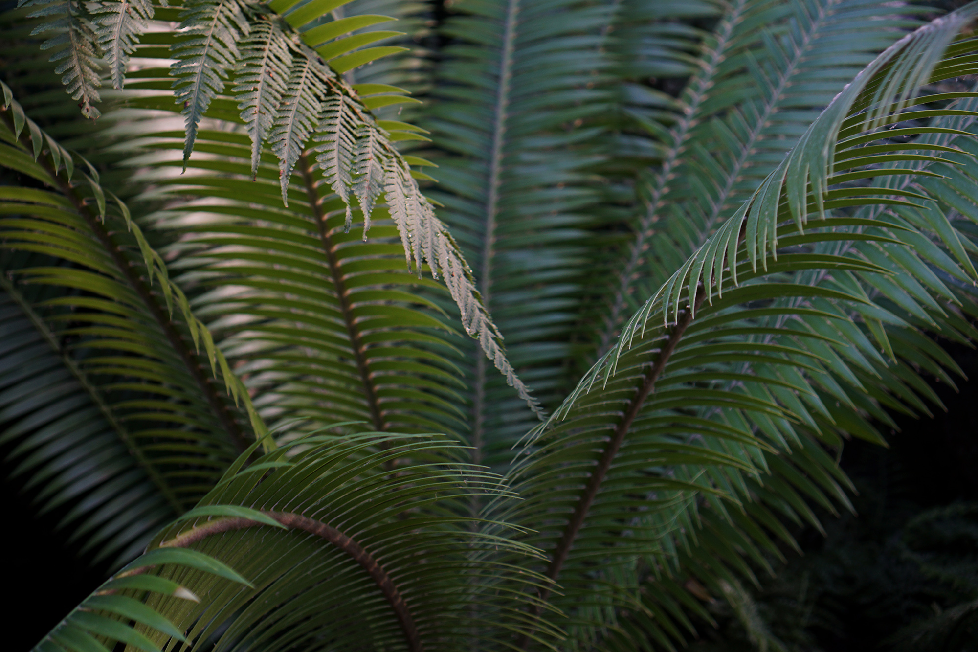 Ferns in the Lincoln Park Conservatory, Chicago / Darker than Green