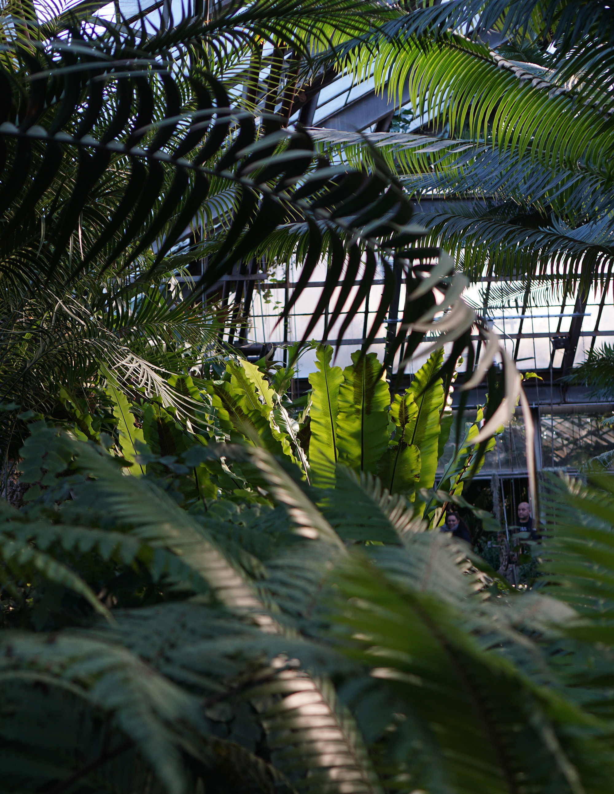 Ferns in the Lincoln Park Conservatory, Chicago / Darker than Green