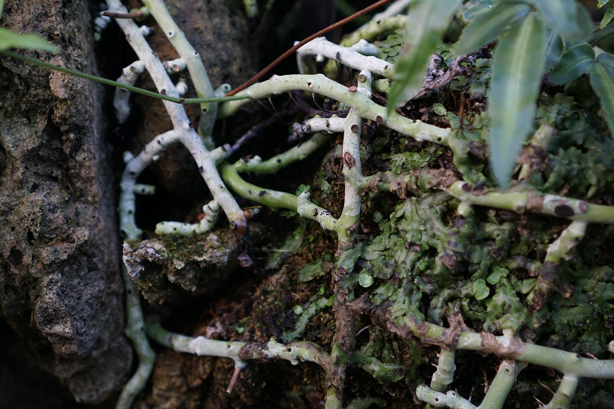 Fern roots in the Lincoln Park Conservatory, Chicago / Darker than Green