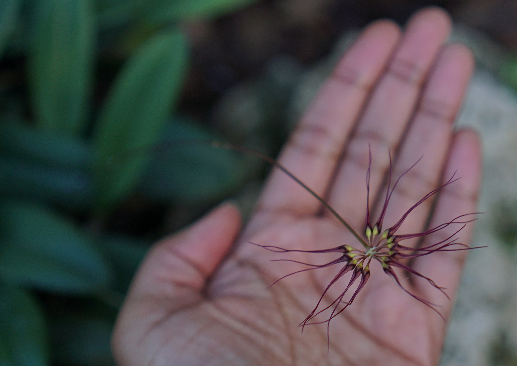 Orchid in the Lincoln Park Conservatory, Chicago / Darker than Green