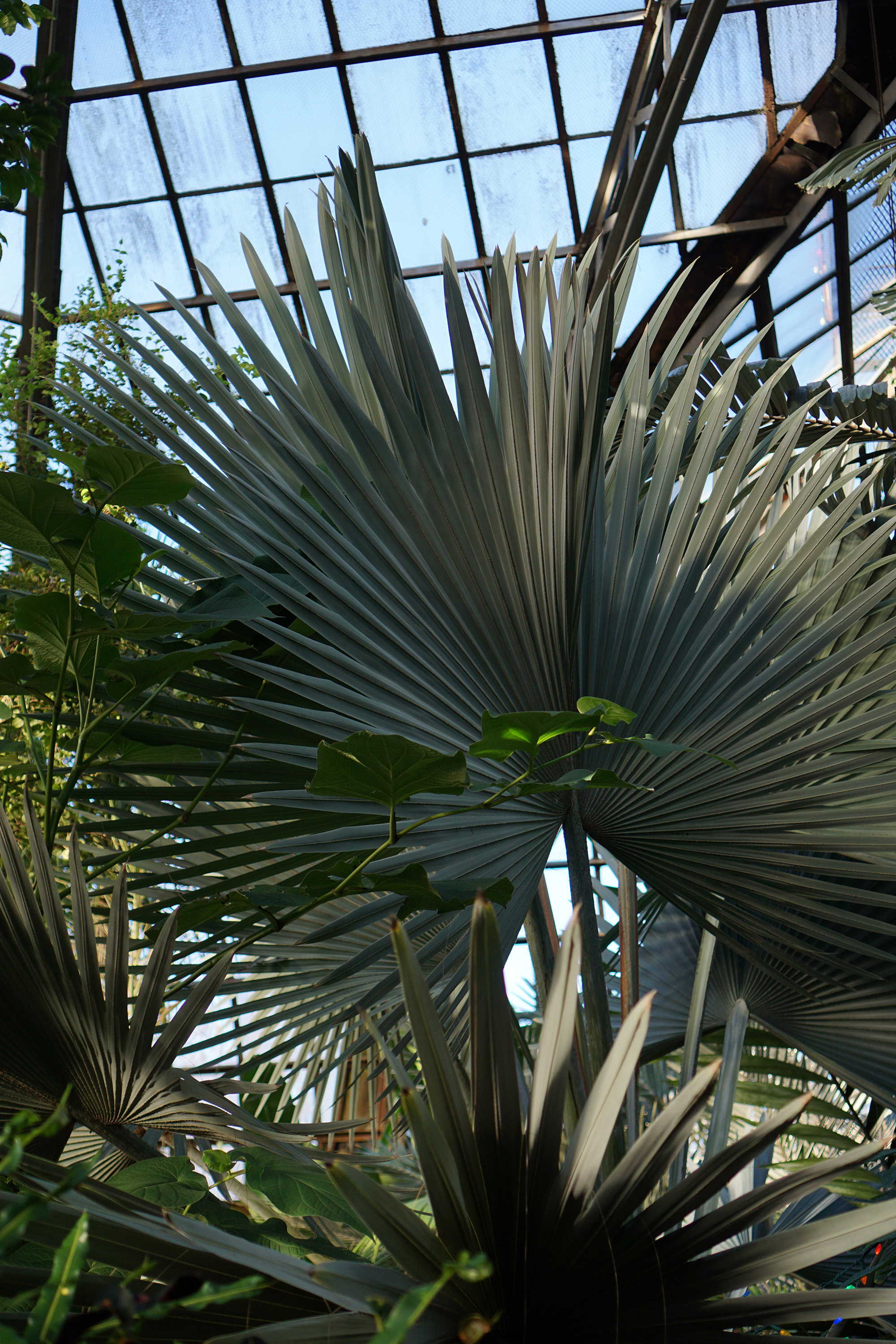 Palms in the Lincoln Park Conservatory, Chicago / Darker than Green