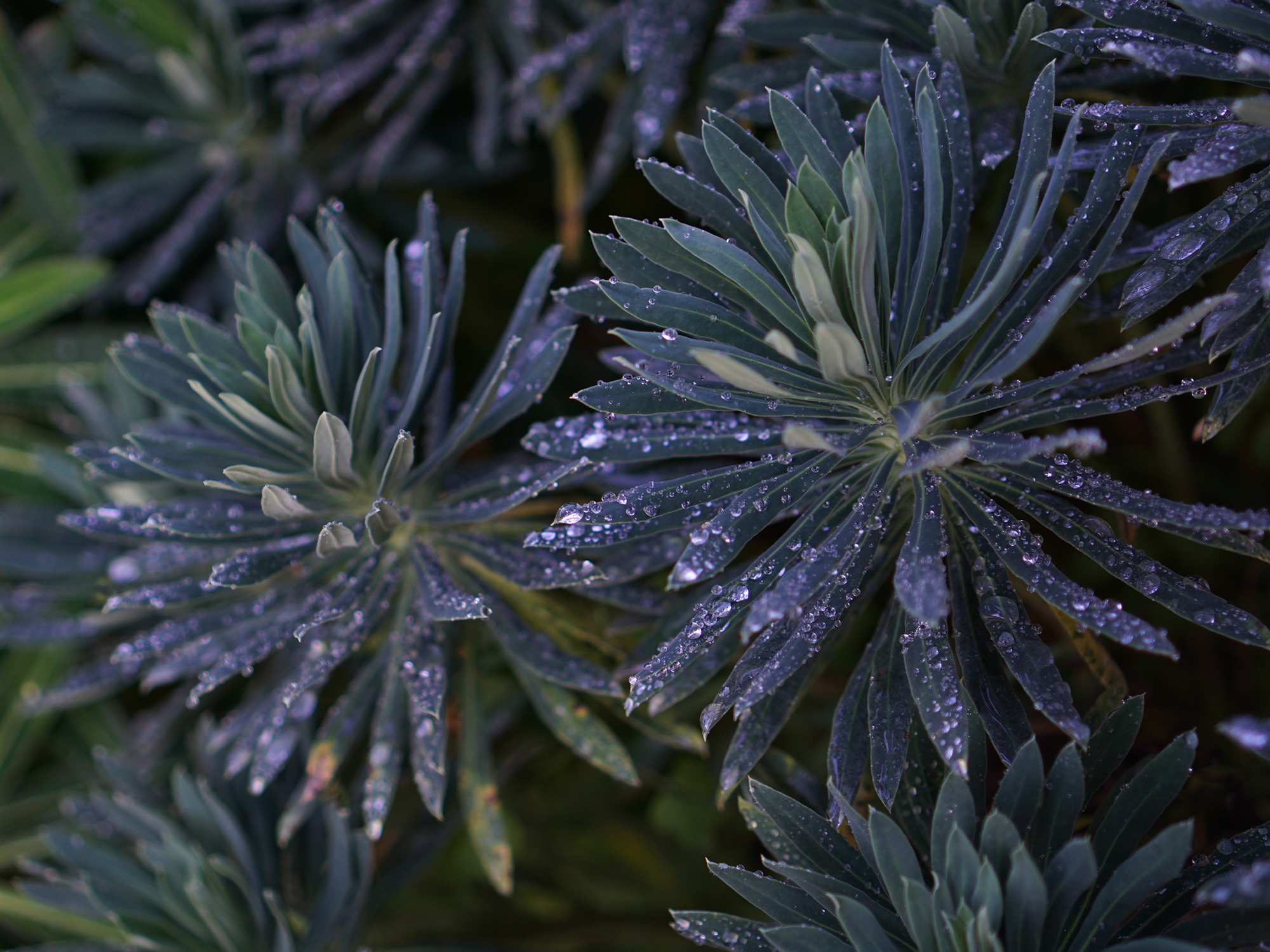 San Francisco Botanical Garden / Darker than Green