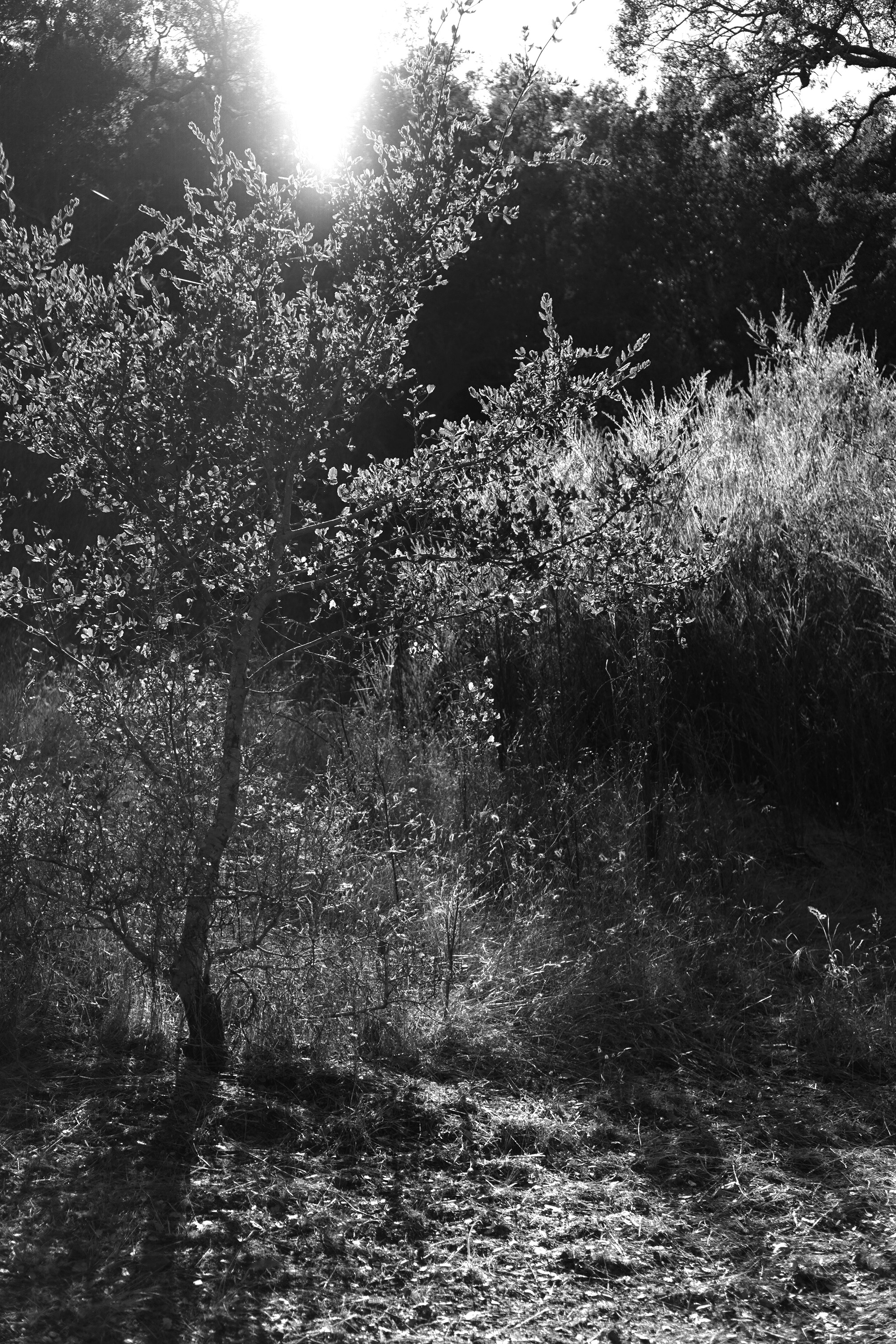 Marin County hill, California / Darker than Green