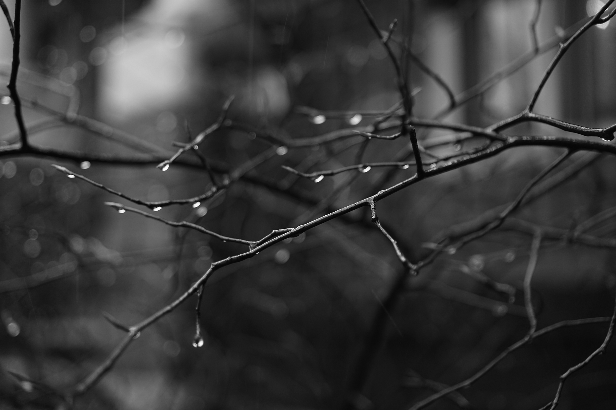 Wet branch dripping with rain, Chicago / Darker than Green