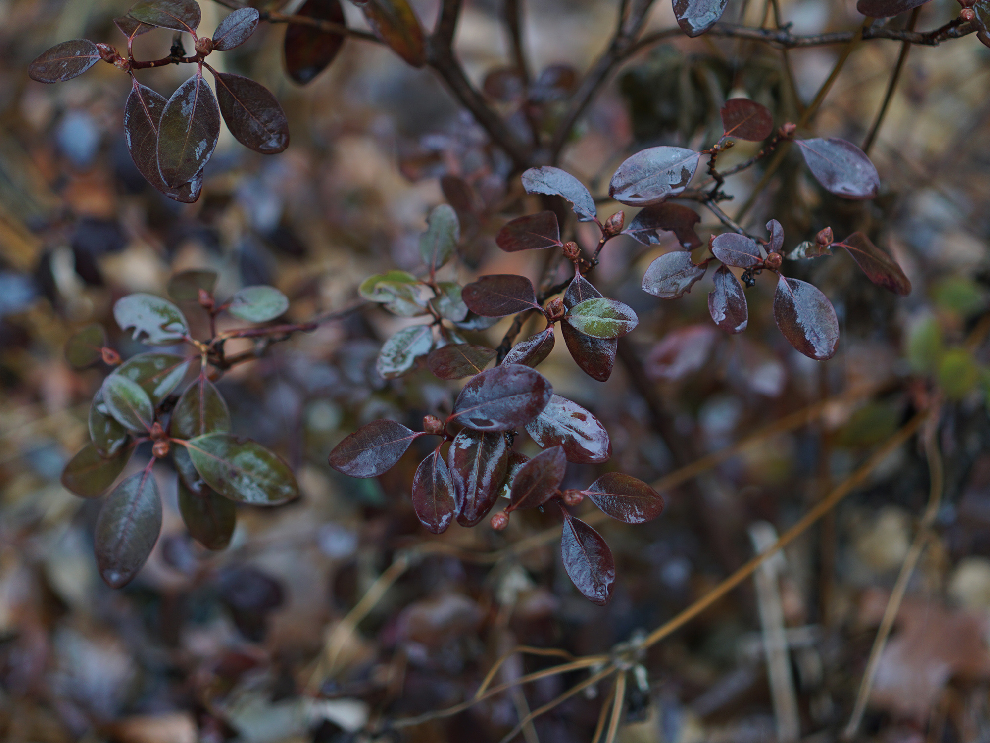 Plant in the rain, Chicago / Darker than Green