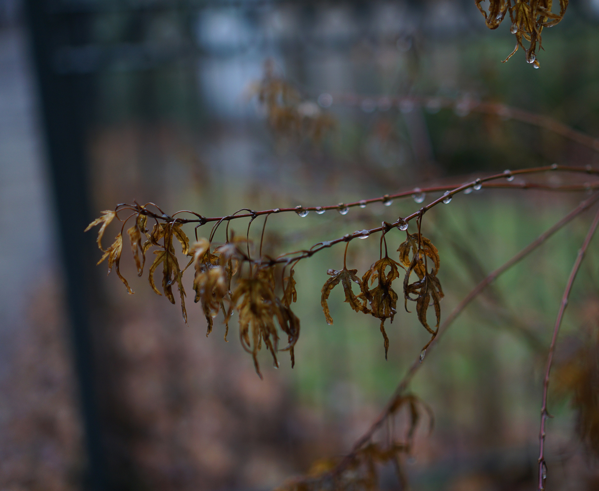 Plant in the rain, Chicago / Darker than Green