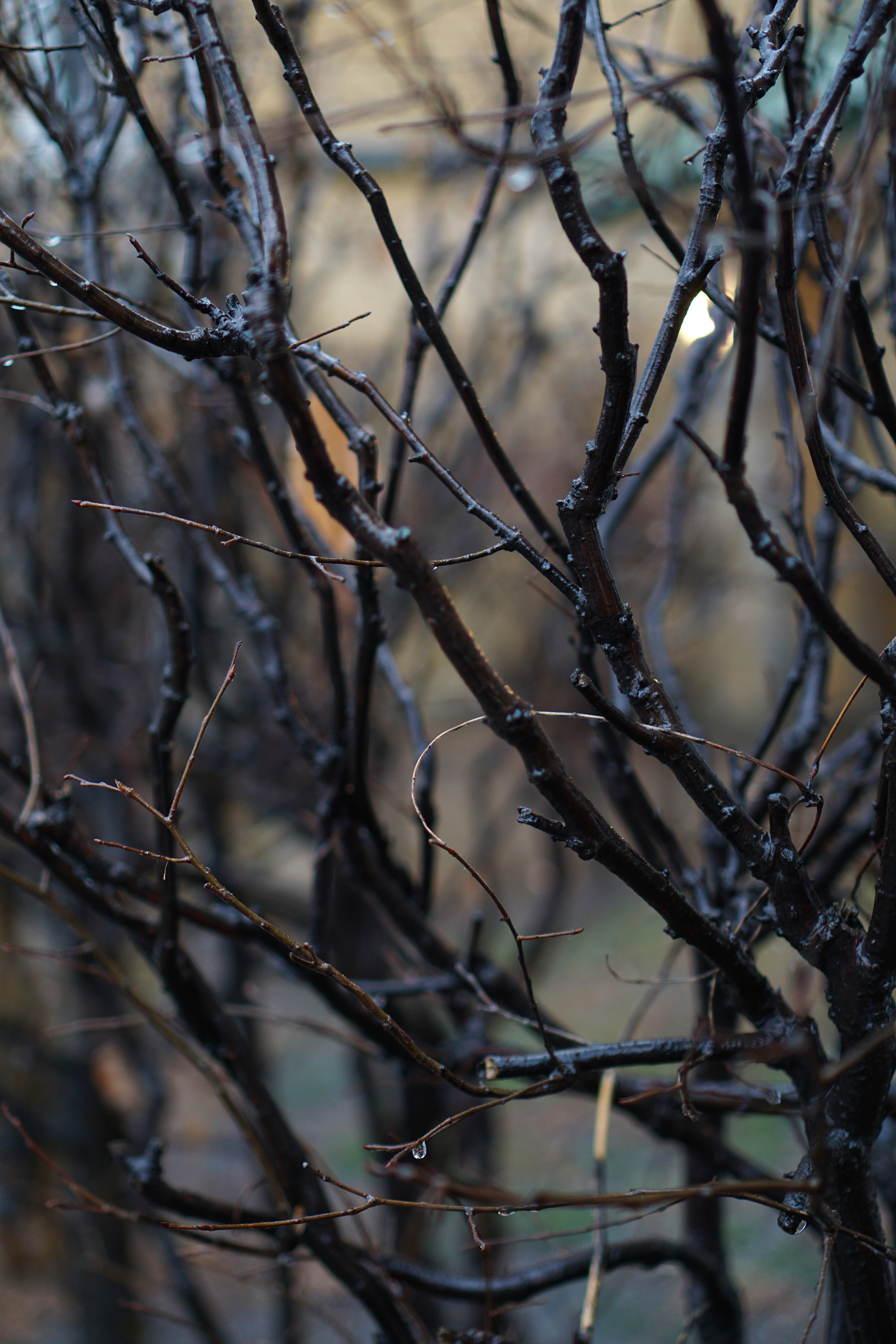 Dark, wet branches in the rain, Chicago / Darker than Green