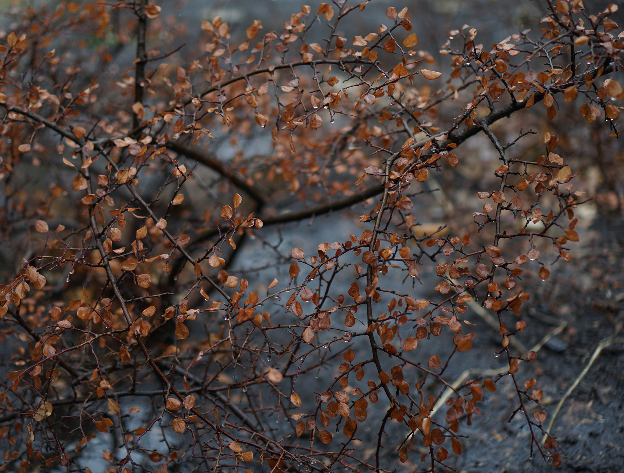 Plant in the rain, Chicago / Darker than Green