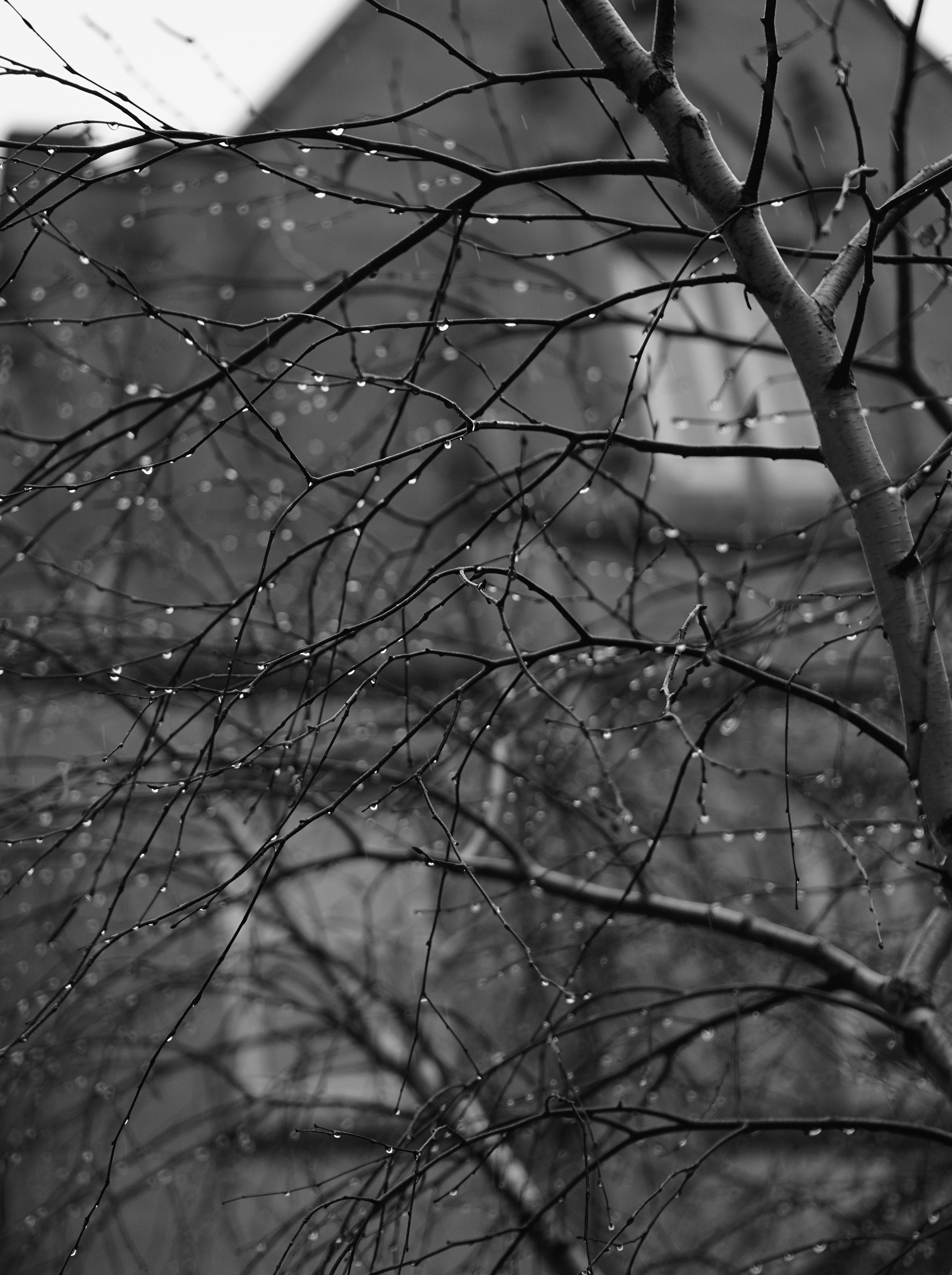 Tree dripping with raindrops, Chicago / Darker than Green