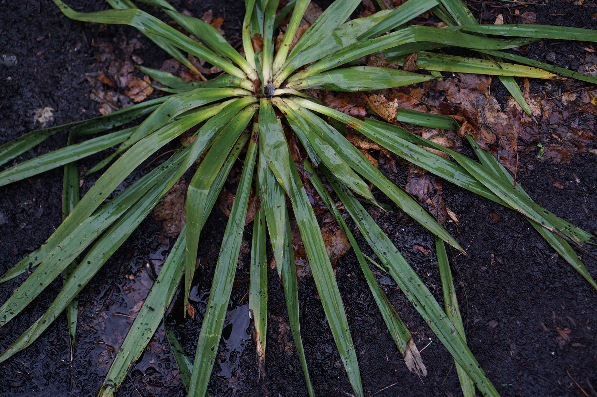 Winter plant in the rain, Chicago / Darker than Green