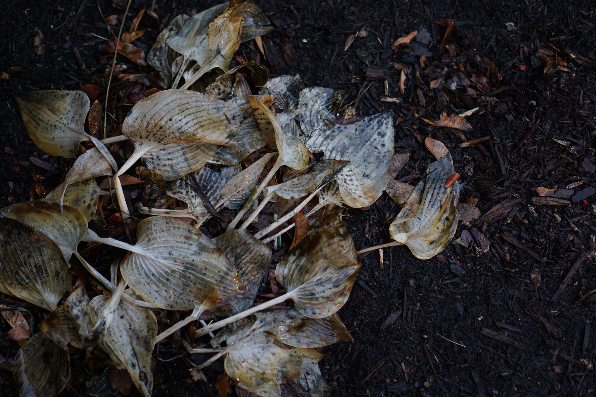 Hosta in winter, Chicago / Darker than Green