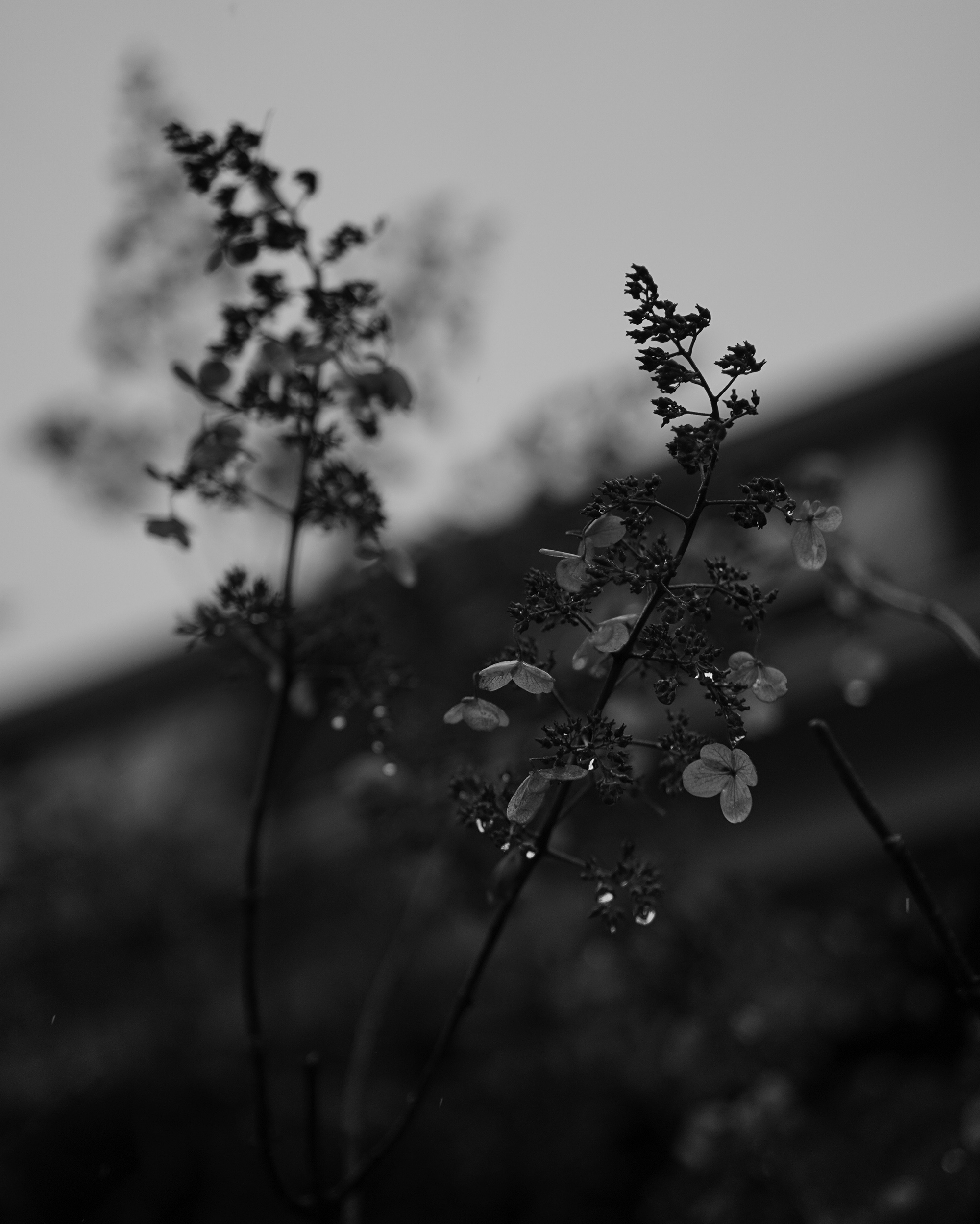 Hydrangea in winter, Chicago / Darker than Green