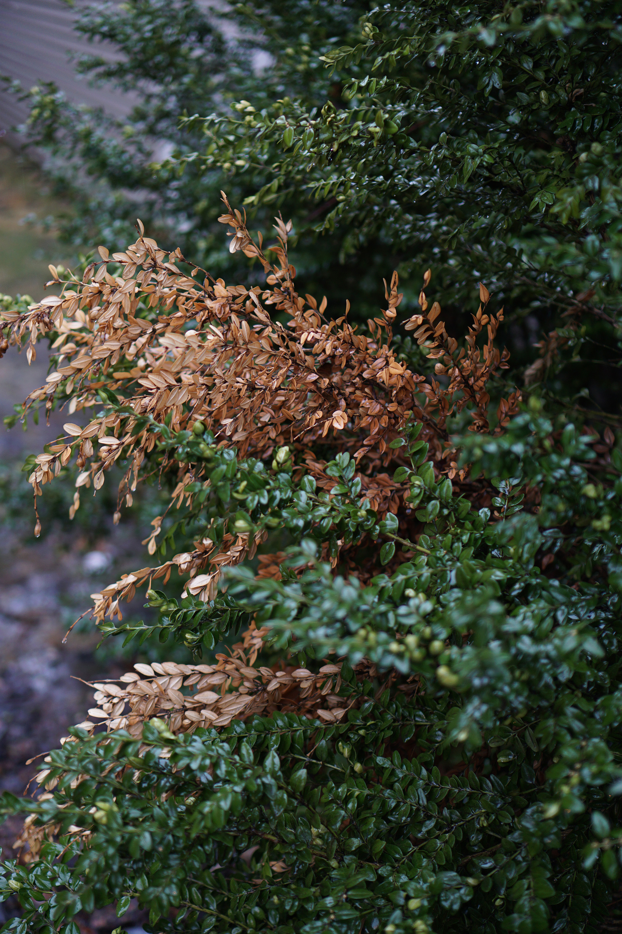 Plants in the rain, Chicago / Darker than Green