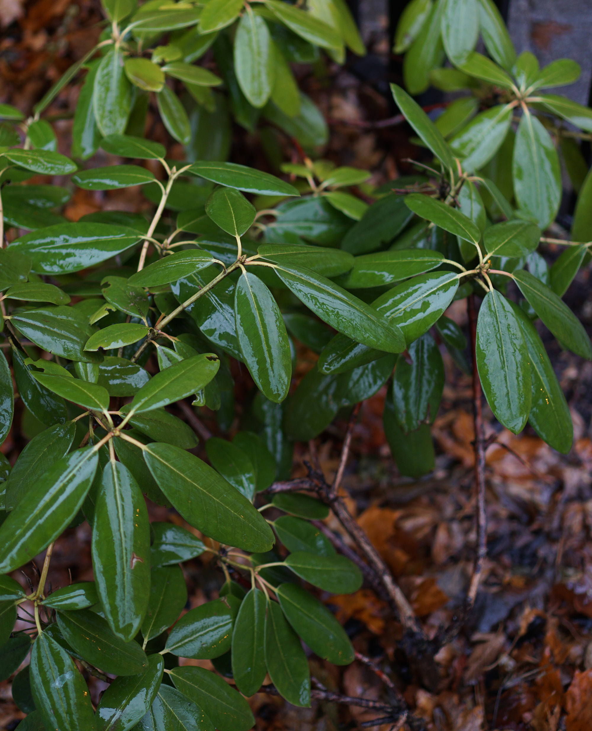 Rhododendron in the rain, Chicago / Darker than Green