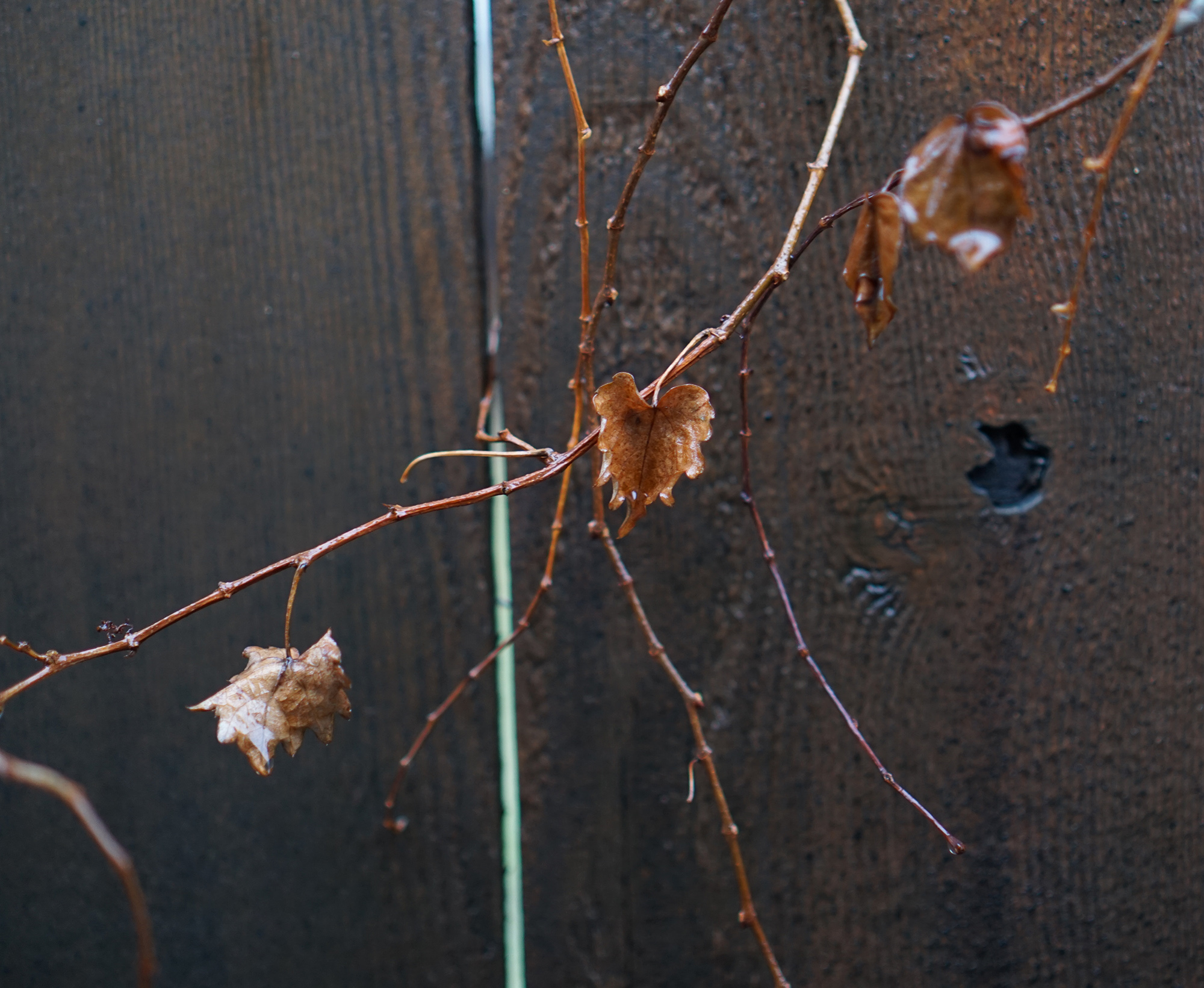 Dead ivy in the rain, Chicago / Darker than Green