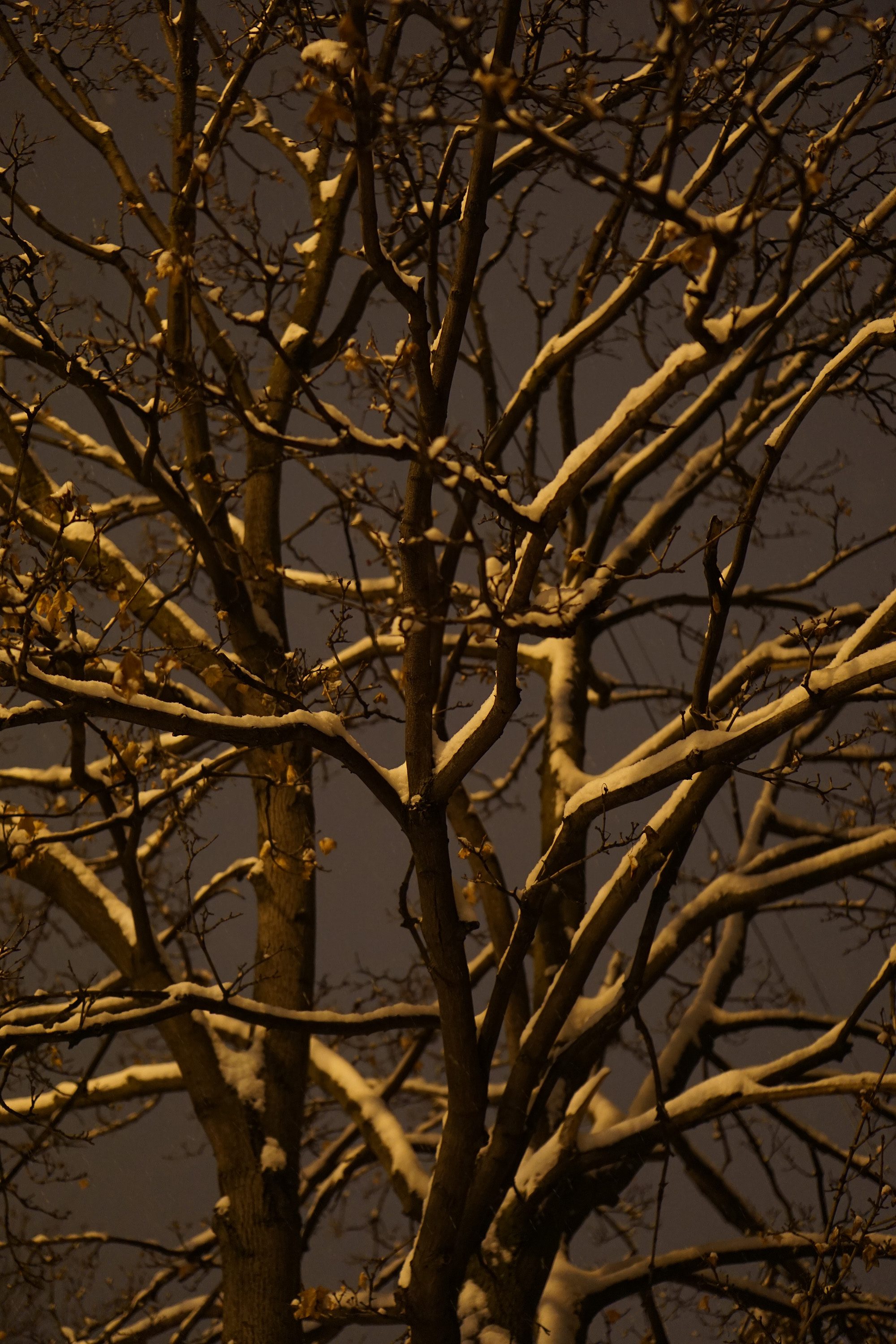 Bare tree at night after a snowstorm / Darker than Green