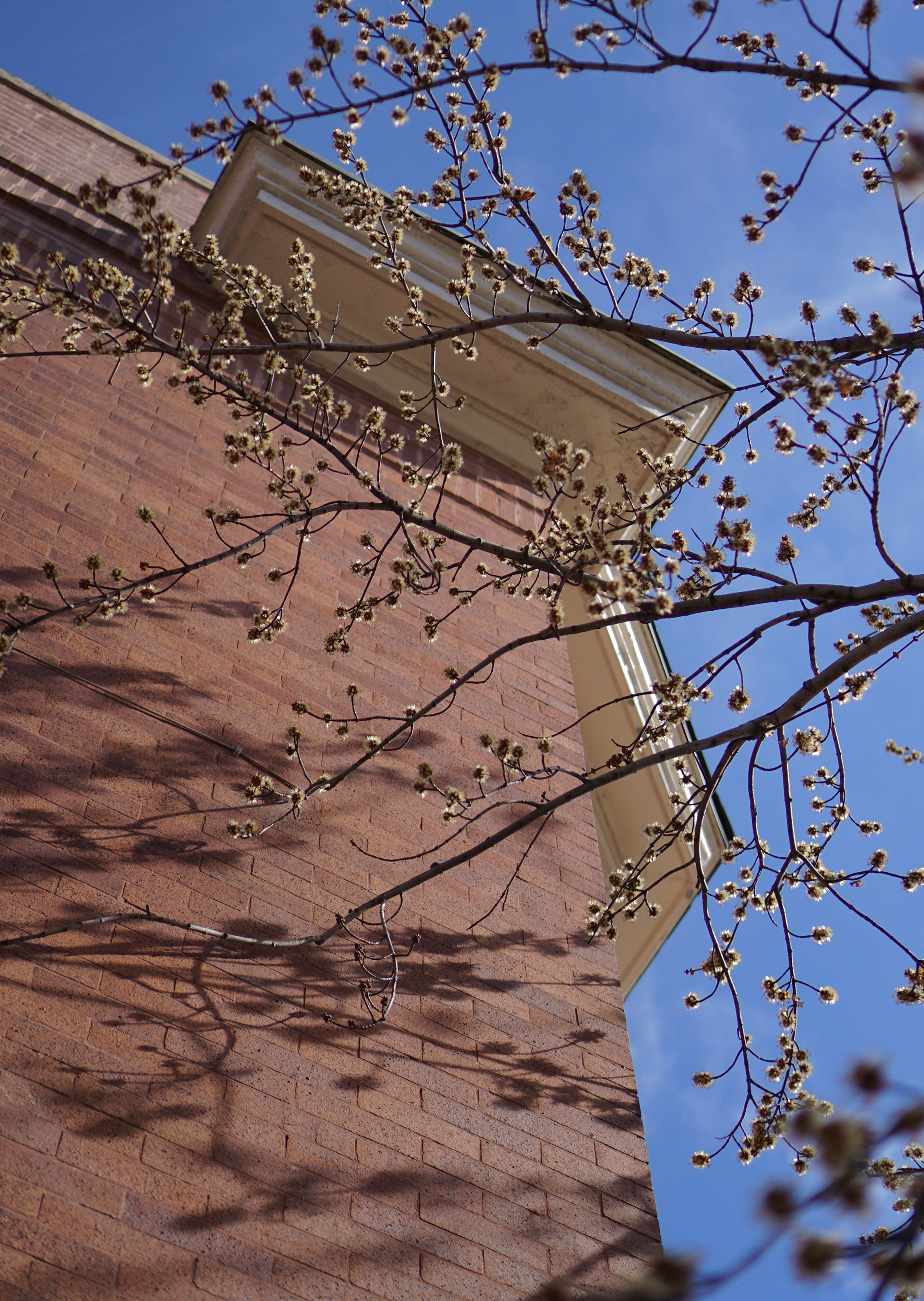 Winter tree in bloom / Darker than Green