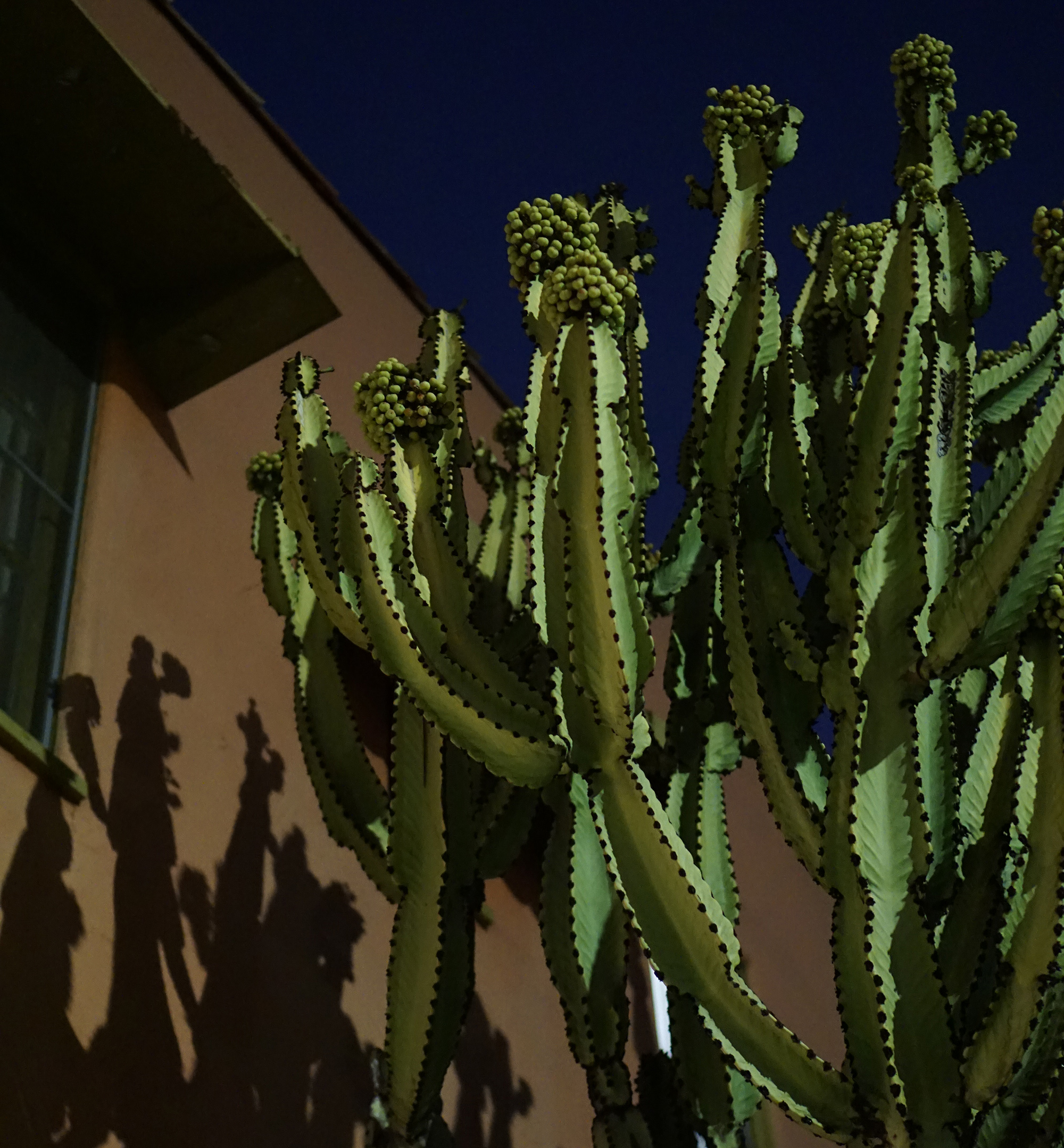 Big cactus on Hayworth Ave, Los Angeles / Darker than Green
