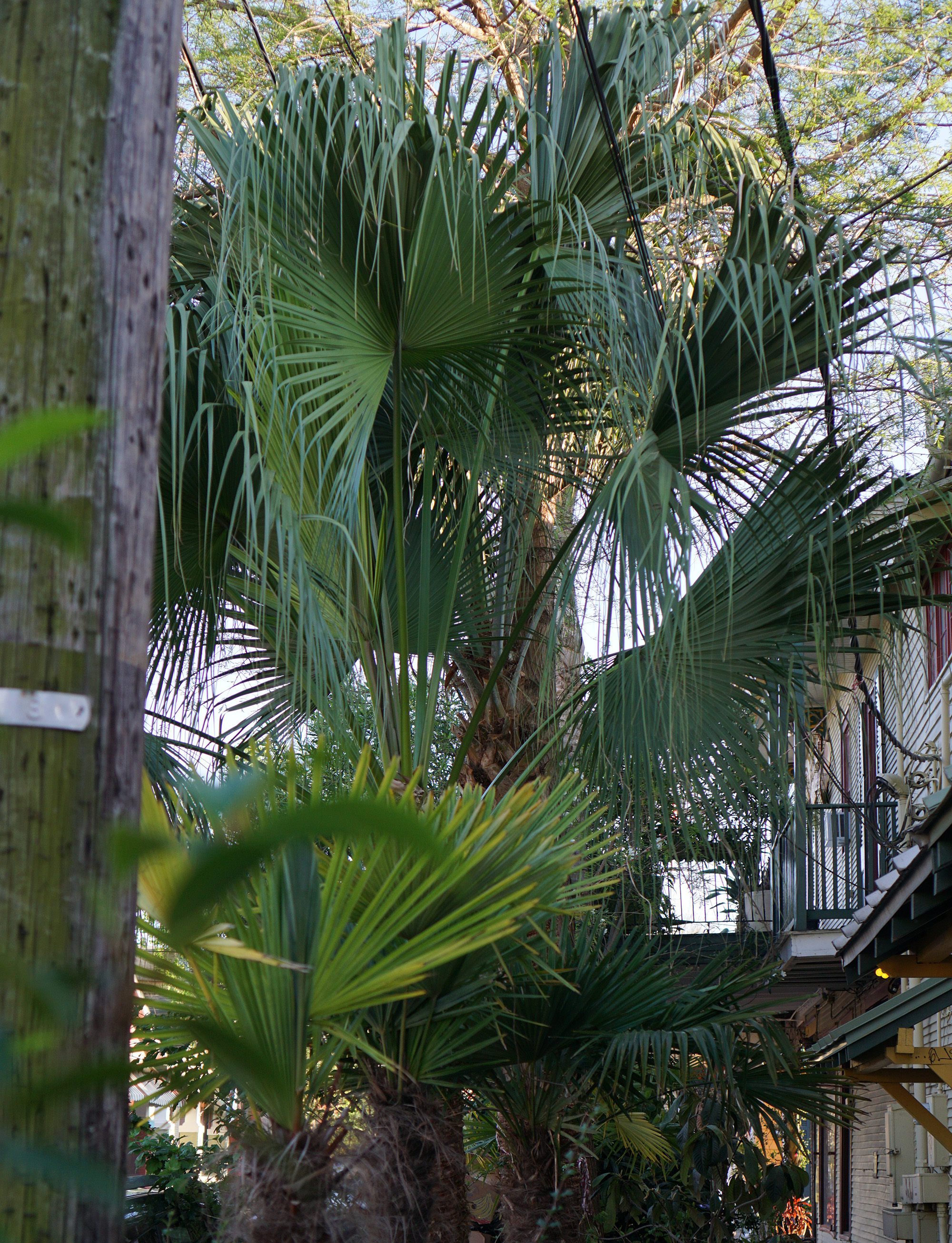 Palms in the Marigny, New Orleans / Darker than Green