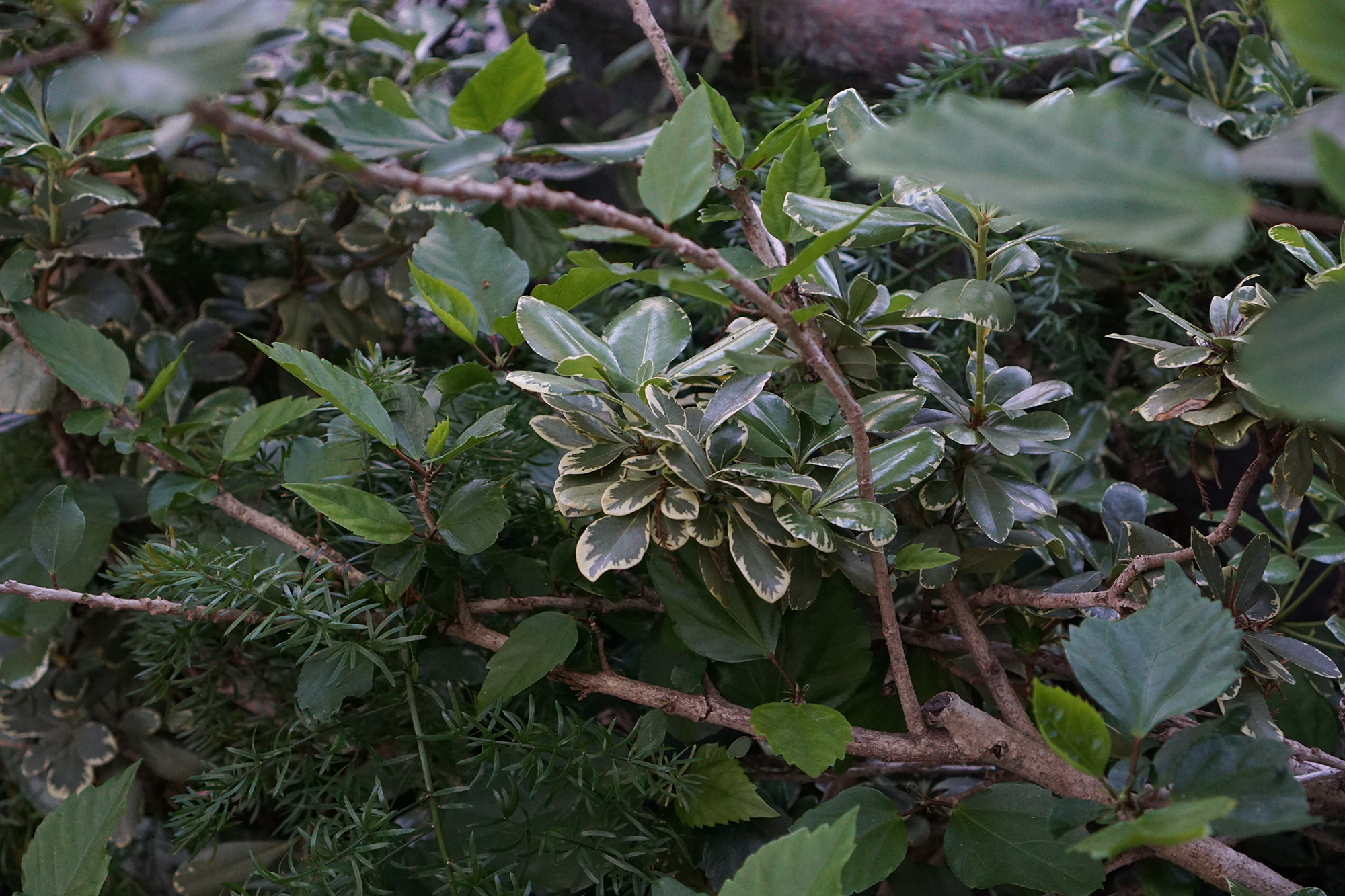 New Orleans greenery / Darker than Green