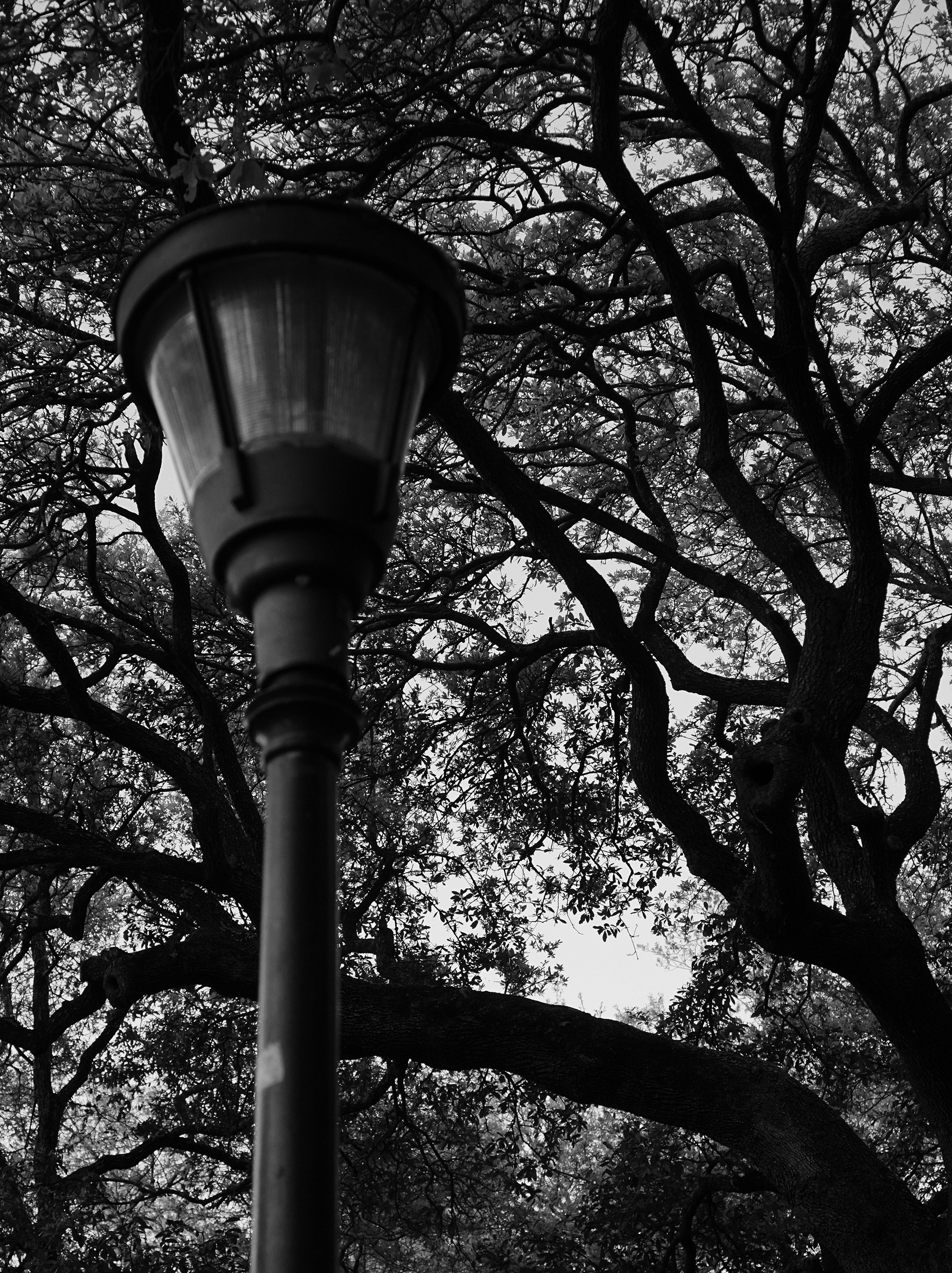 Live oaks in Washington Square Park, New Orleans / Darker than Green