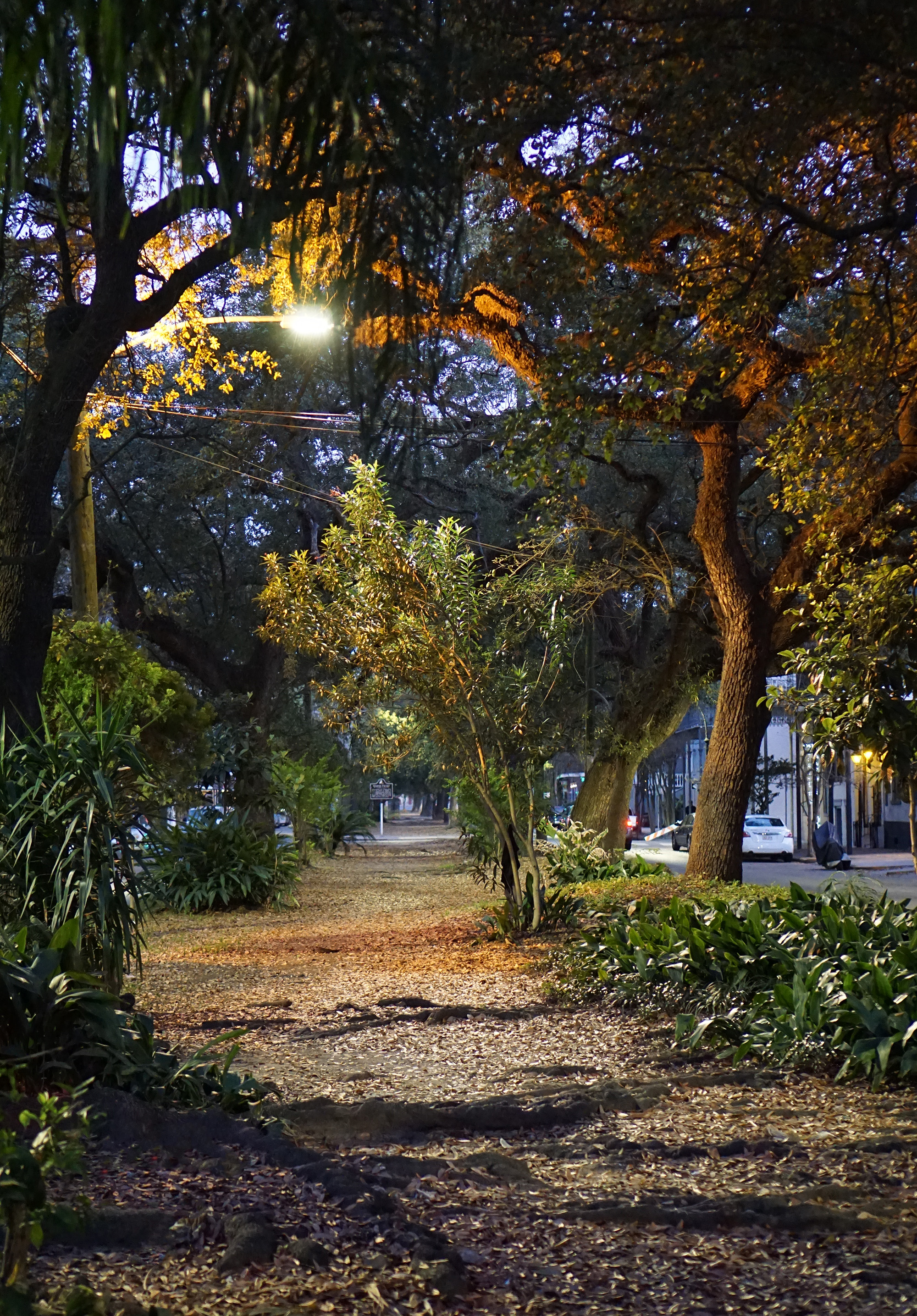 On Esplanade, New Orleans / Darker than Green