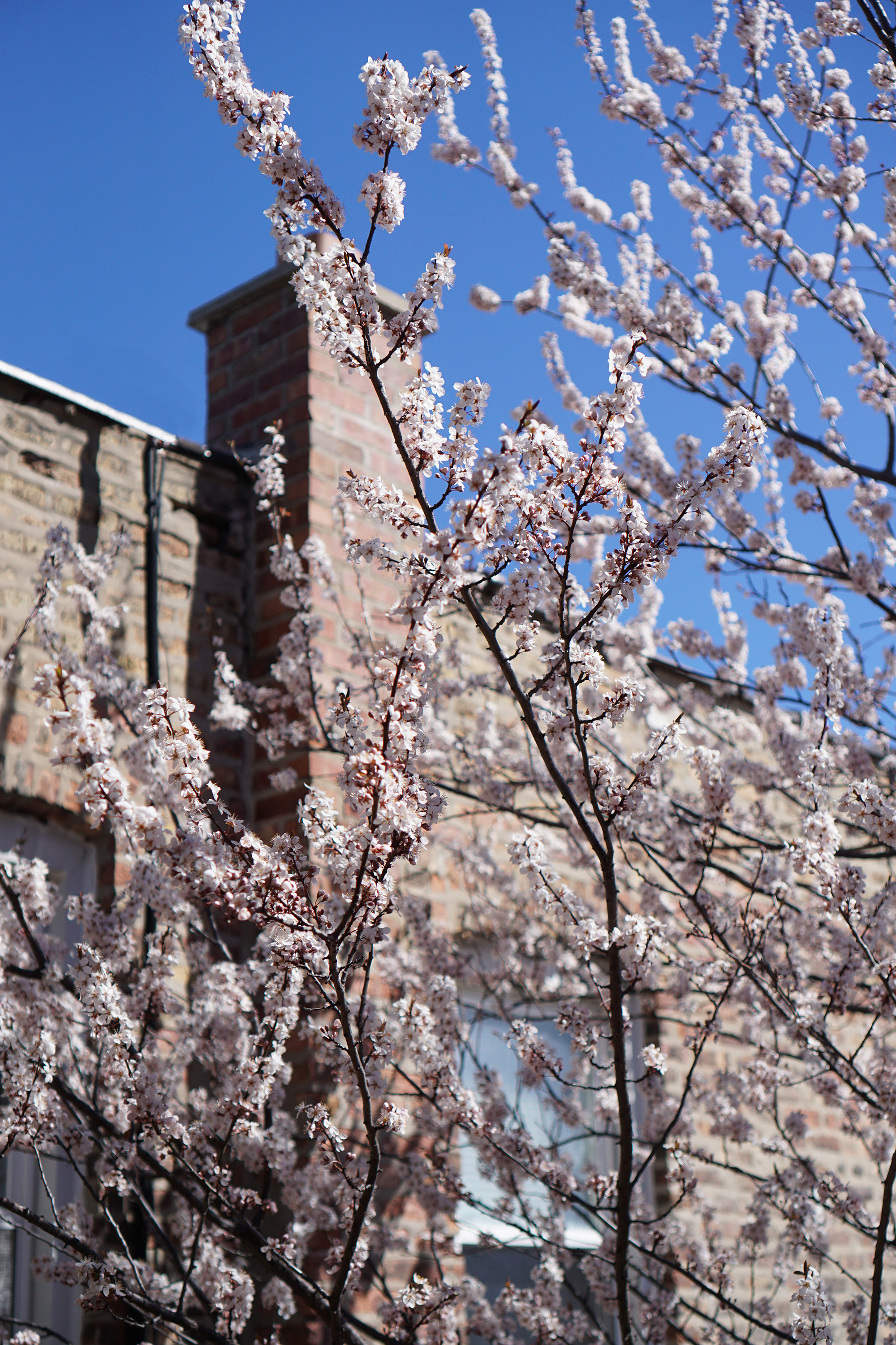 Purpleleaf Plum tree (Prunus cerasifera) in full flower, Chicago IL / Darker than Green