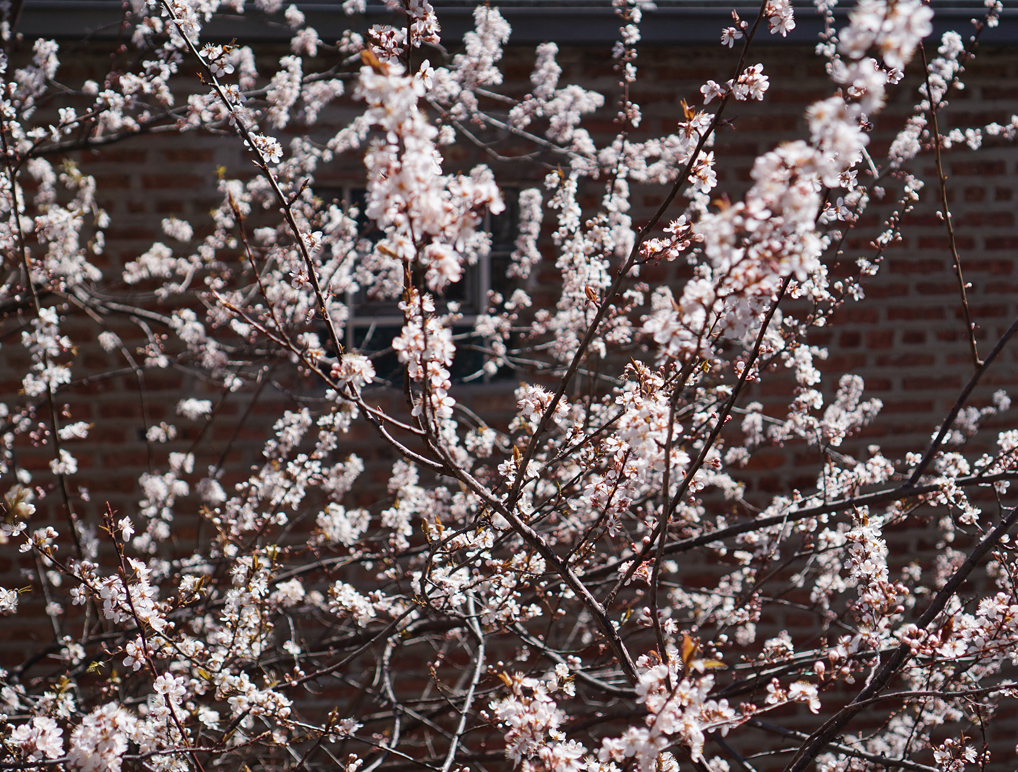 Purpleleaf Plum tree (Prunus cerasifera) in full flower, Chicago IL / Darker than Green