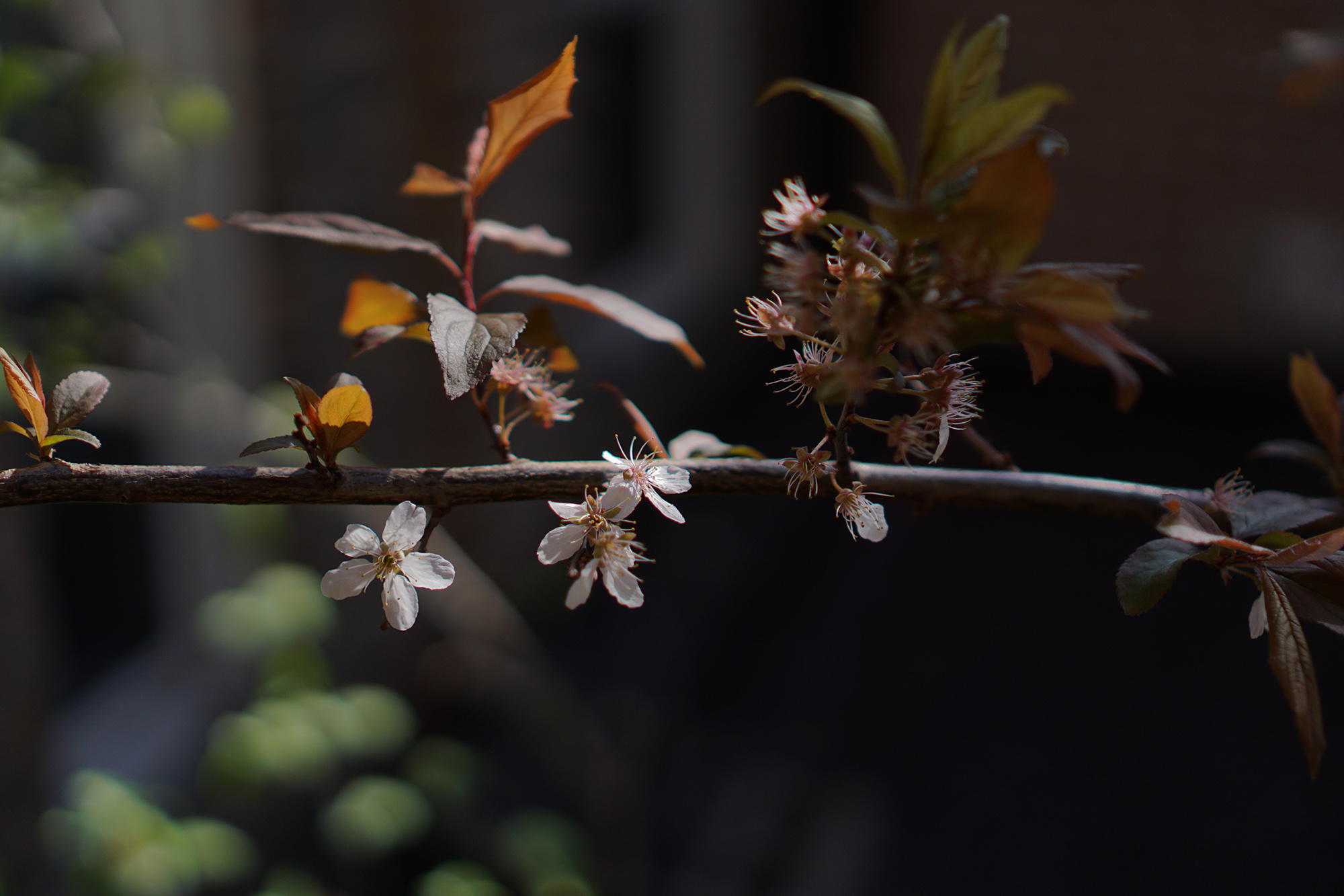 Purpleleaf Plum tree (Prunus cerasifera) flowers and leaves, Chicago IL / Darker than Green