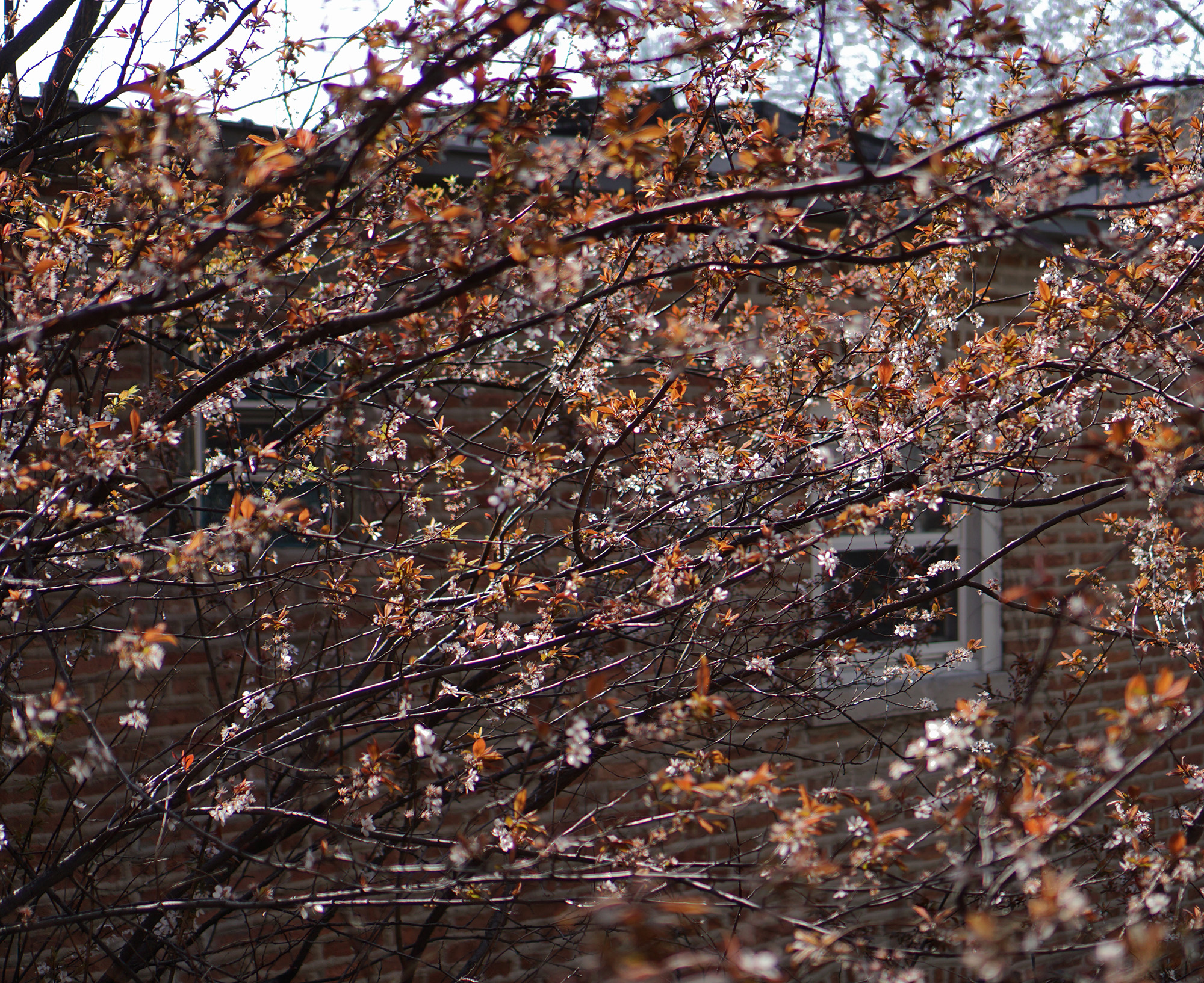 Purpleleaf Plum tree (Prunus cerasifera) with new leaves in spring, Chicago IL / Darker than Green