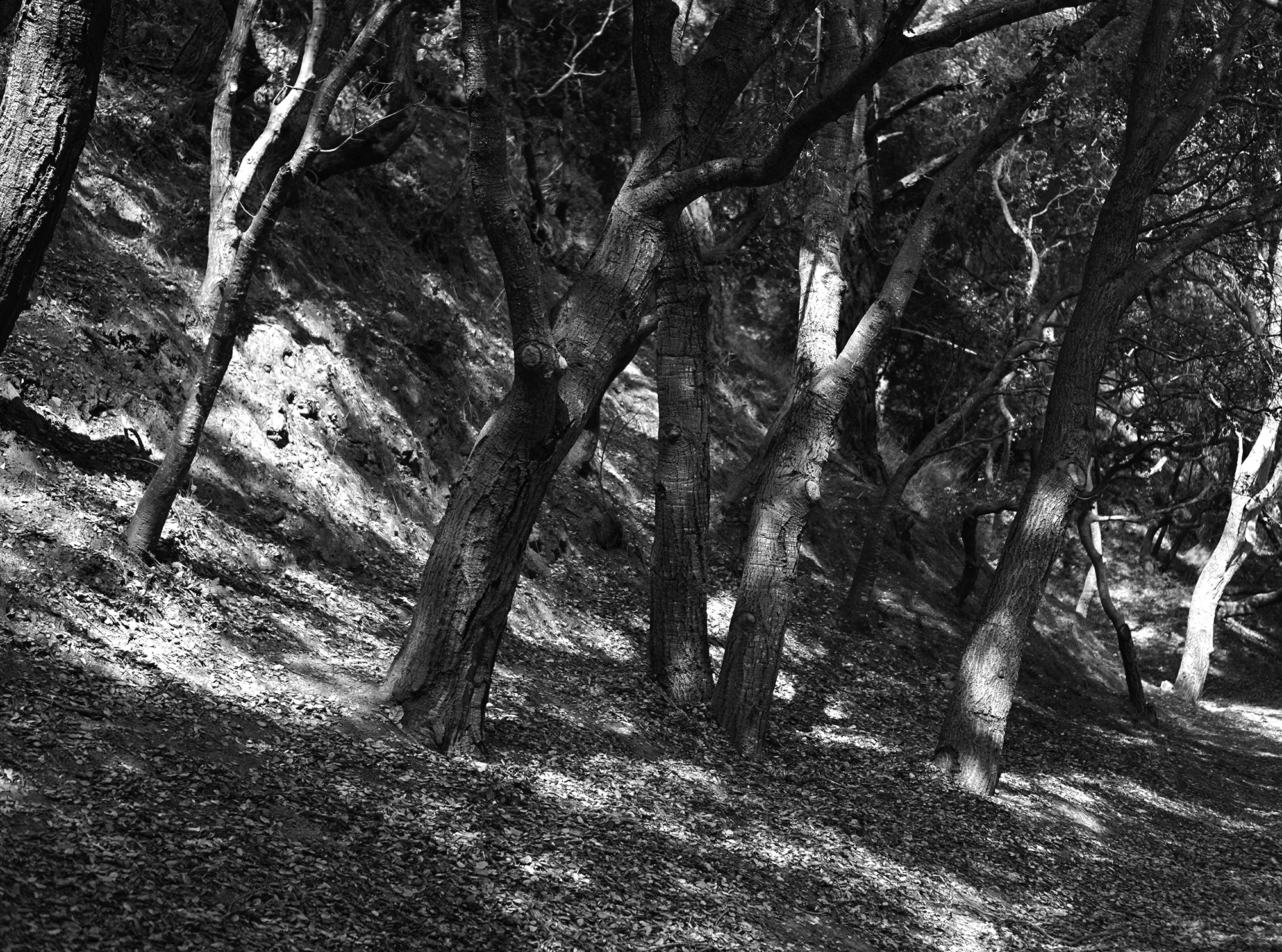 Oak trees in Shepherd Canyon Park, Oakland California / Darker than Green