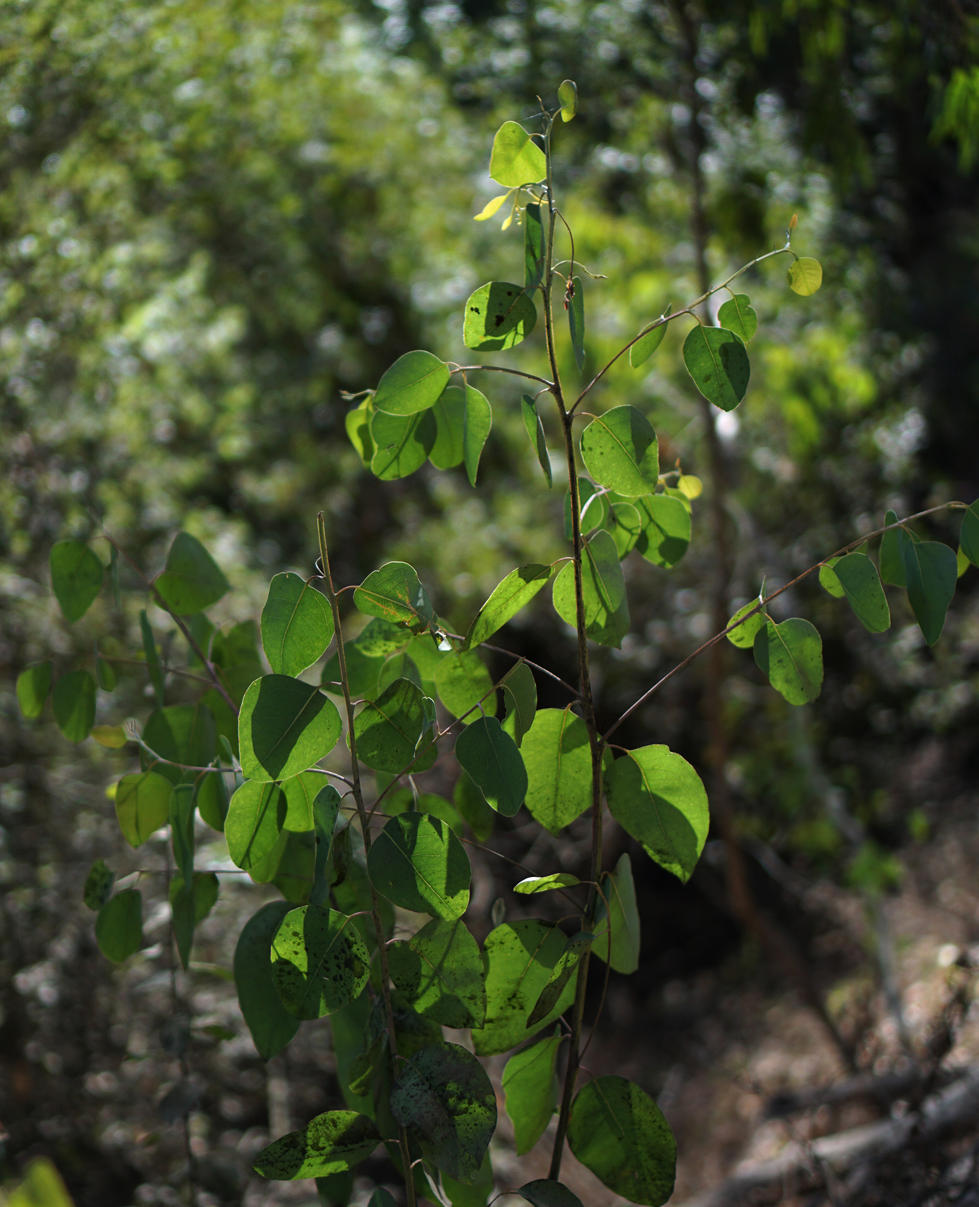 Young eucalyptus in Shepherd Canyon Park, Oakland California / Darker than Green
