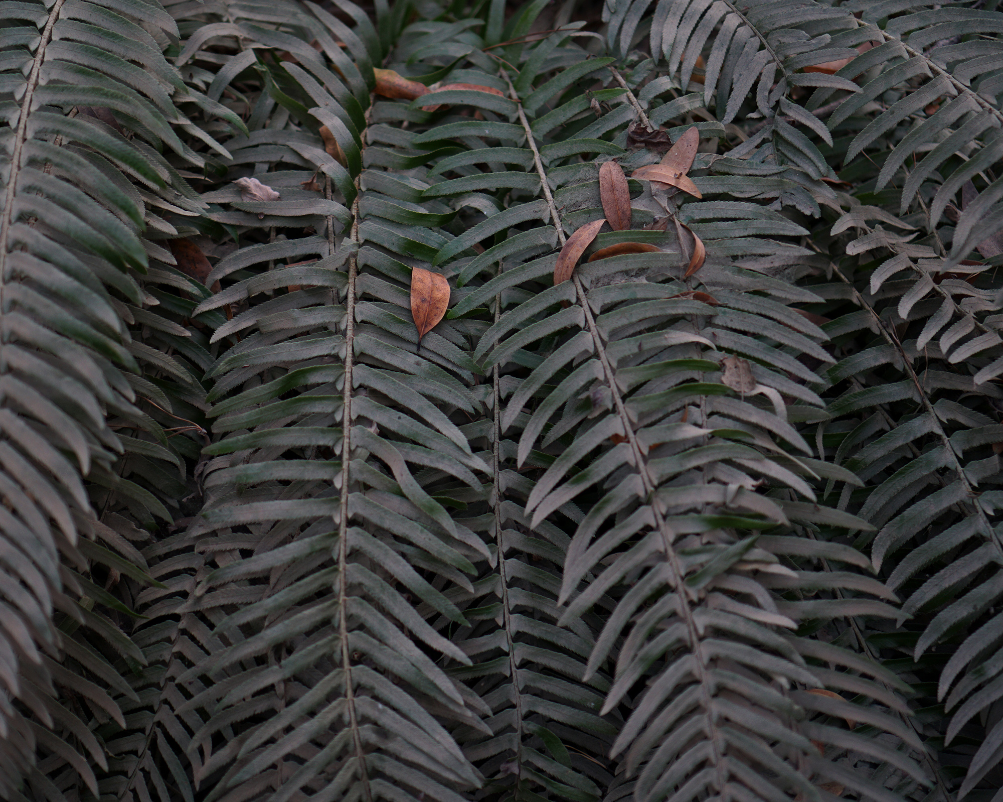 Dusty ferns in Redwood Regional Park, Oakland California / Darker than Green