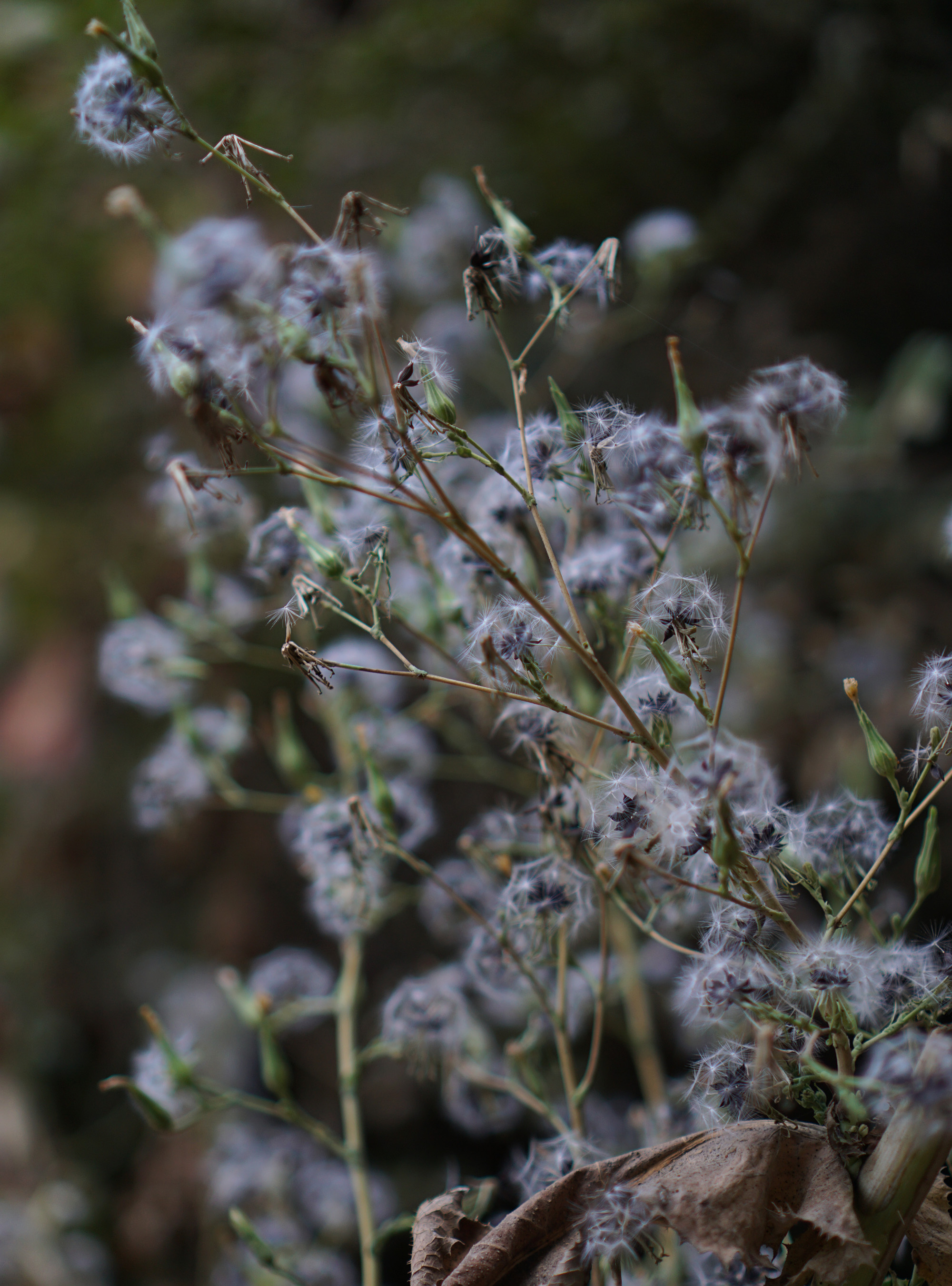 Fluffy weeds, Oakland California / Darker than Green