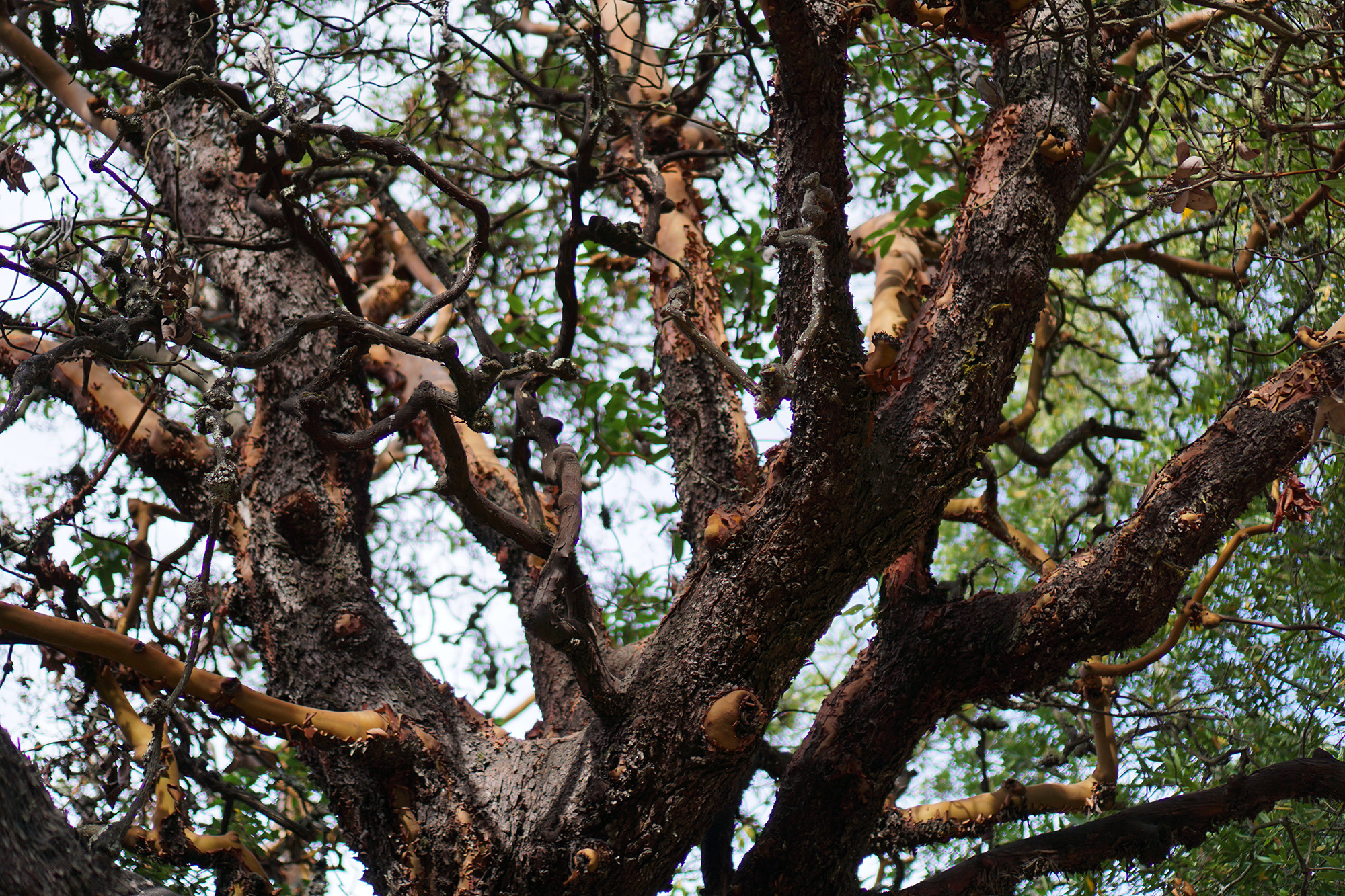 Manzanita tree in Redwood Regional Park, Oakland California / Darker than Green