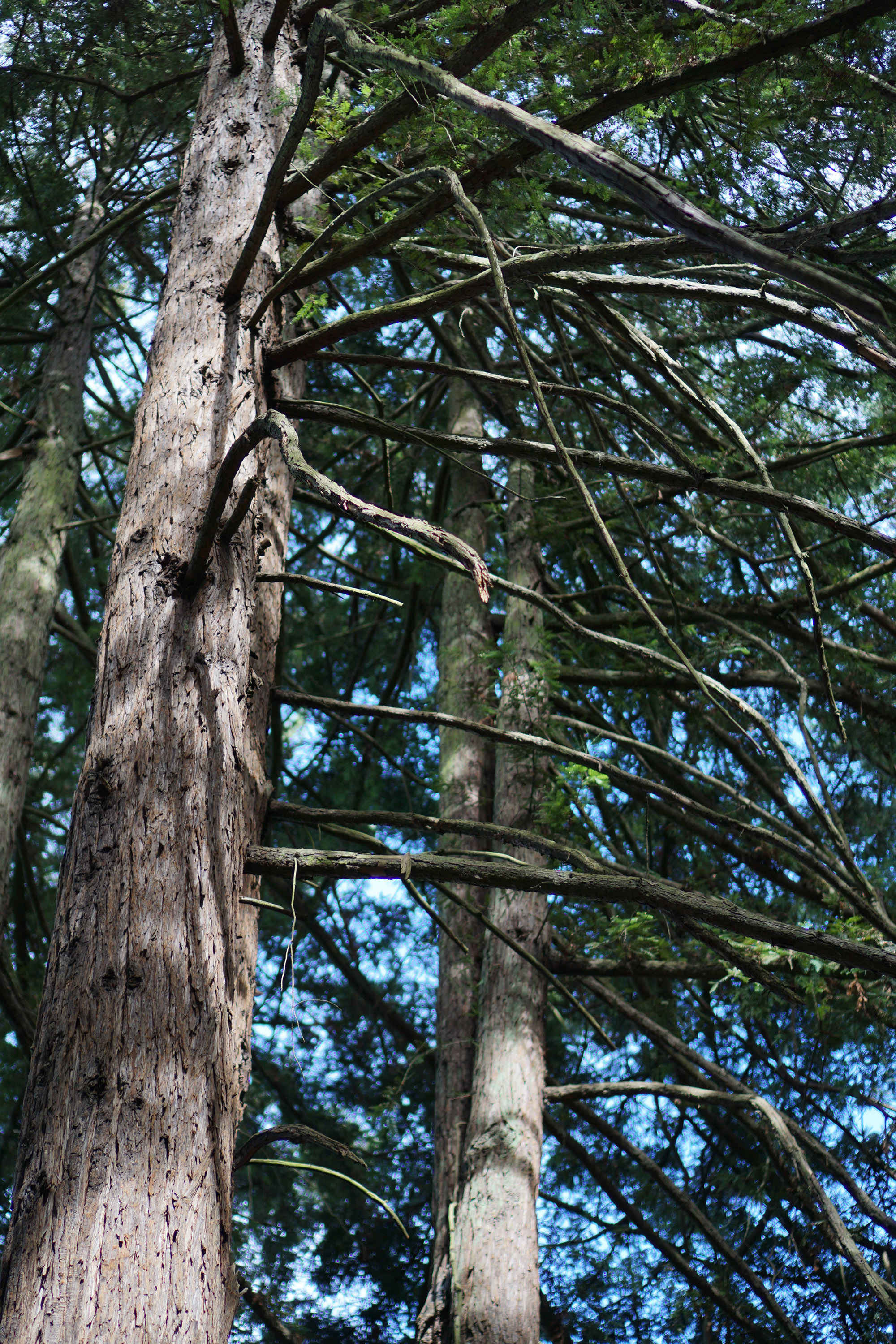 Redwood branches from underneath, Redwood Regional Park, Oakland California / Darker than Green