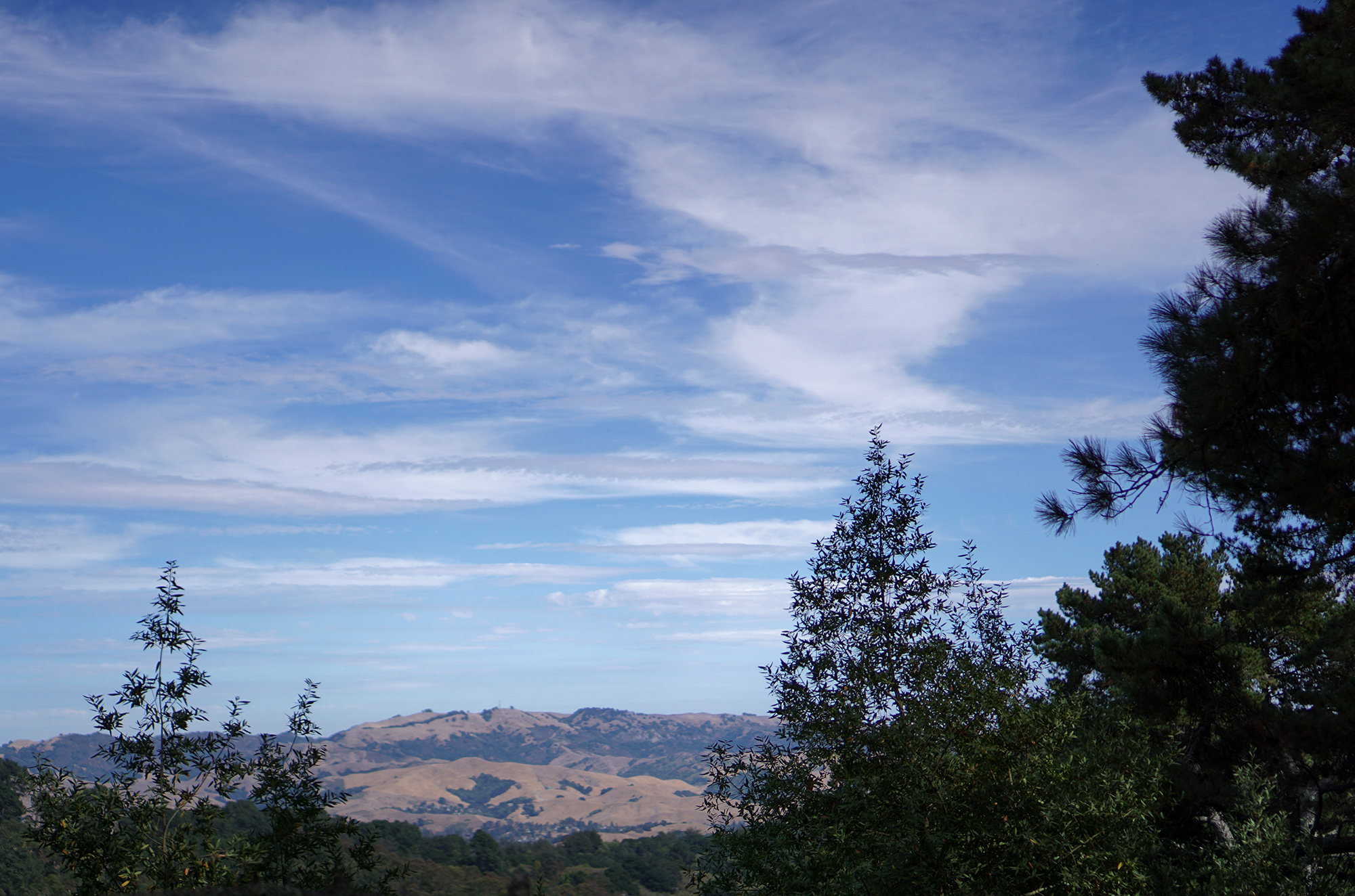 View of the mountain in Redwood Regional Park, Oakland California / Darker than Green