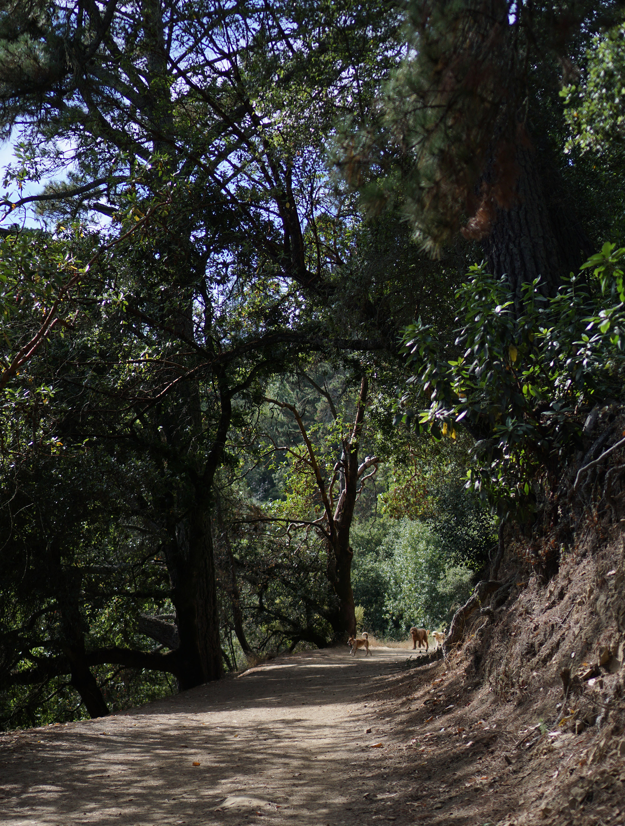 Dogs on the trail in Redwood Regional Park, Oakland California / Darker than Green