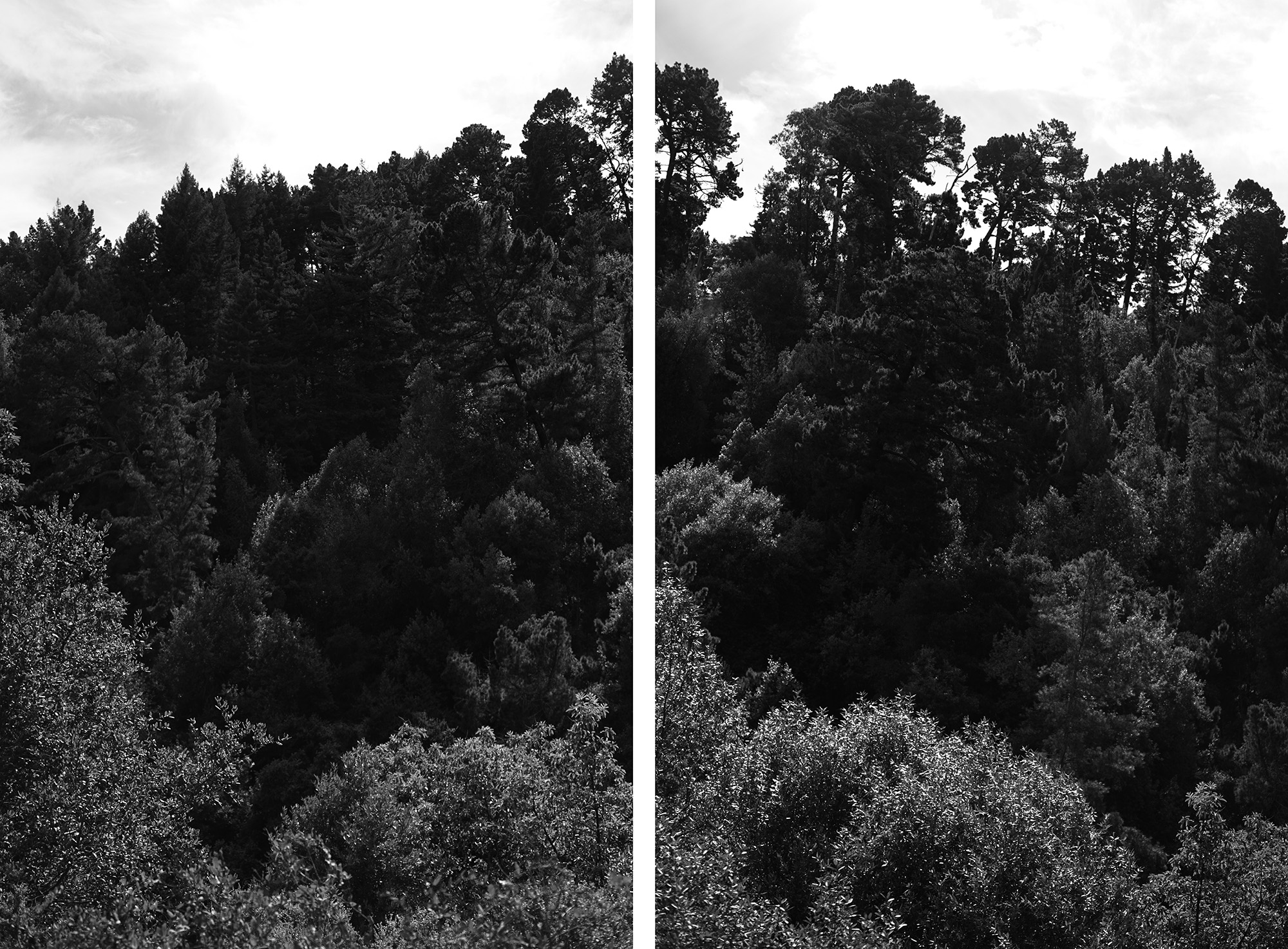 Treetops in Redwood Regional Park, Oakland California / Darker than Green