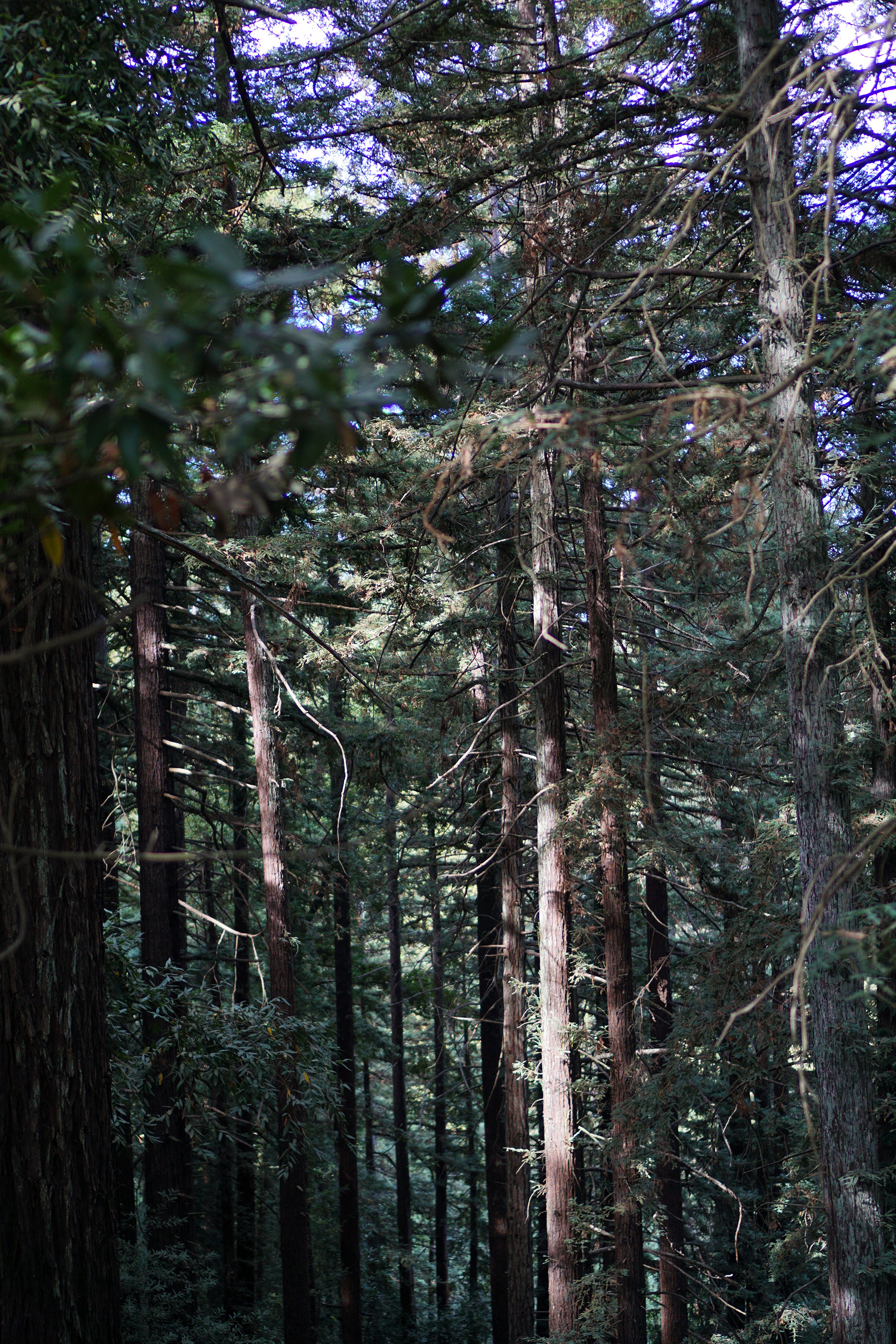 Redwood trees in Redwood Regional Park, Oakland California / Darker than Green