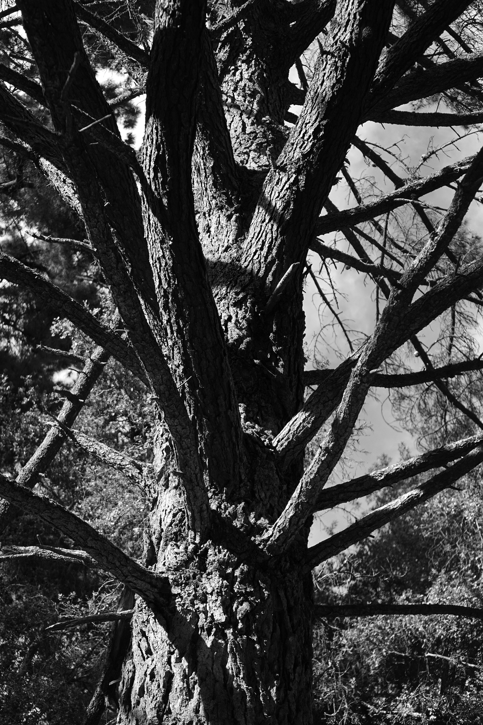 Redwood Regional Park, Oakland California / Darker than Green