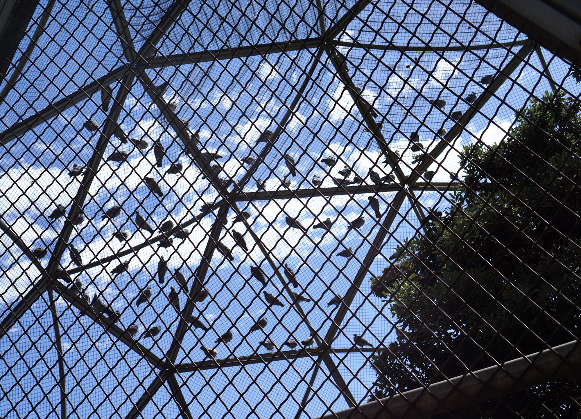 Birds perched at Lake Merritt, Oakland California / Darker than Green