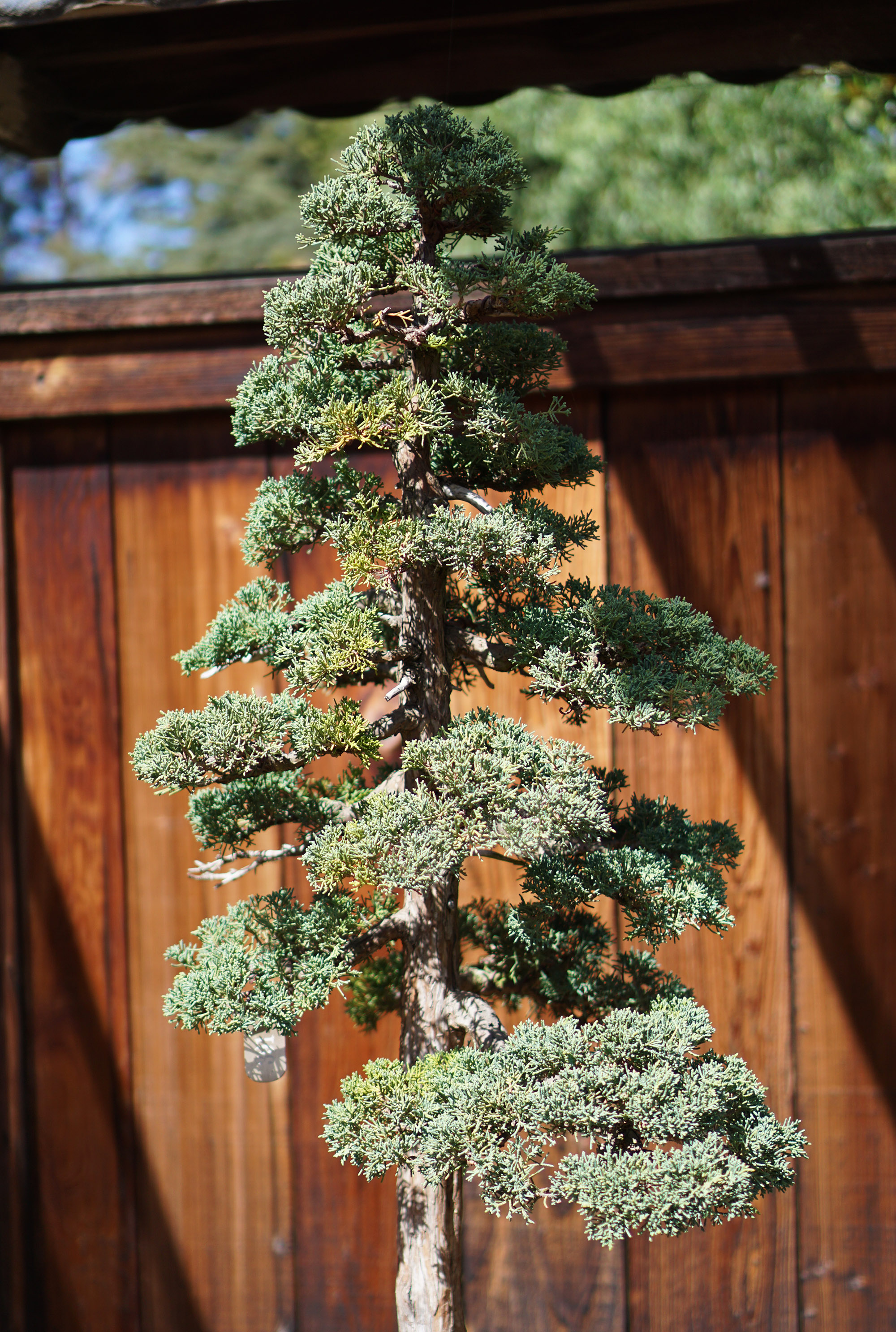 Bonsai tree at Lake Merritt, Oakland California / Darker than Green