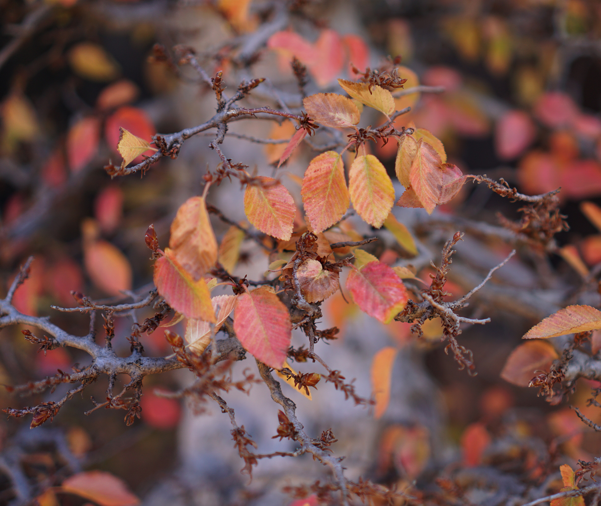 Fall leaves in bonsai garden at Lake Merritt, Oakland California / Darker than Green