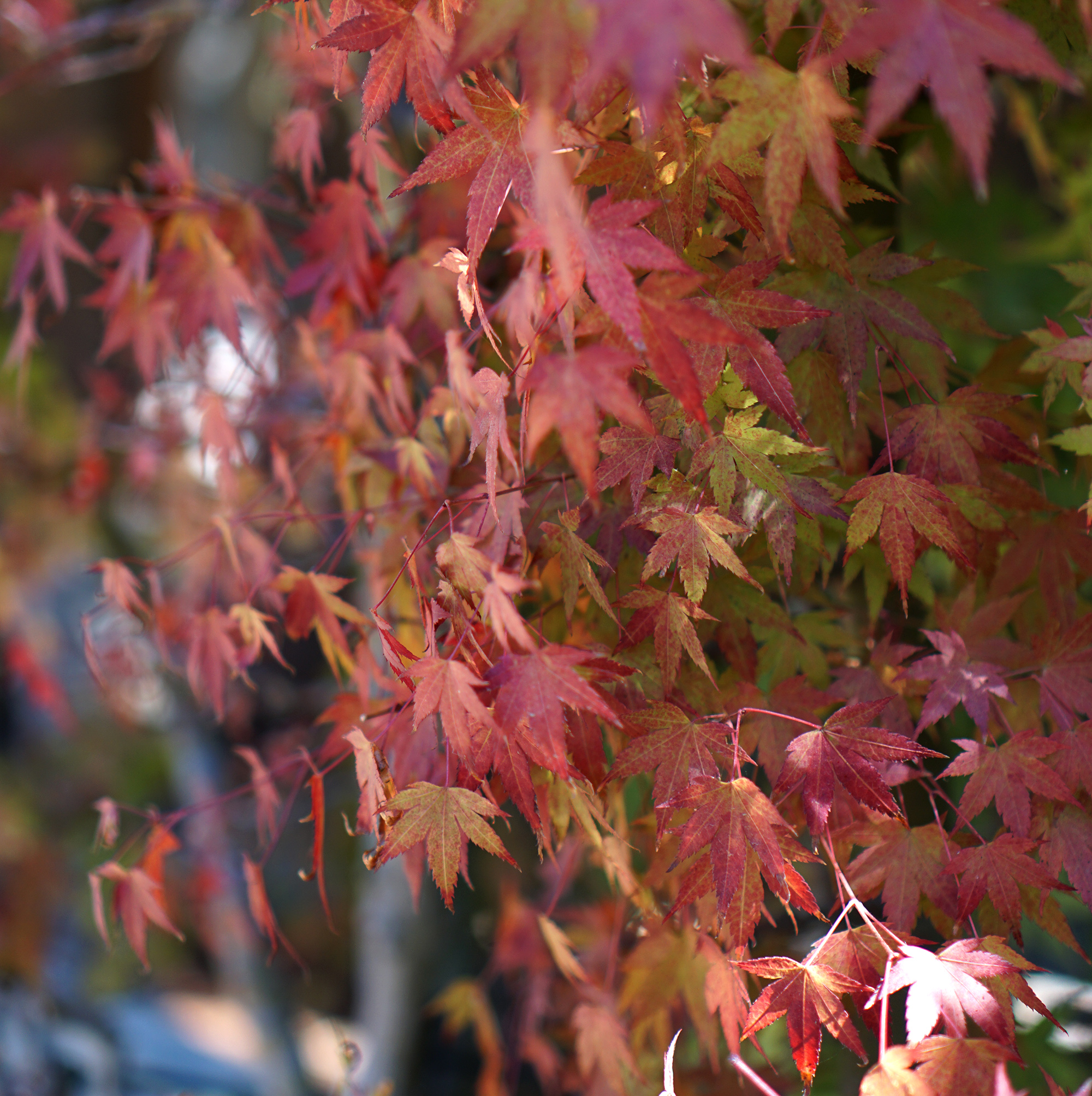 Fall leaves in bonsai garden at Lake Merritt, Oakland California / Darker than Green