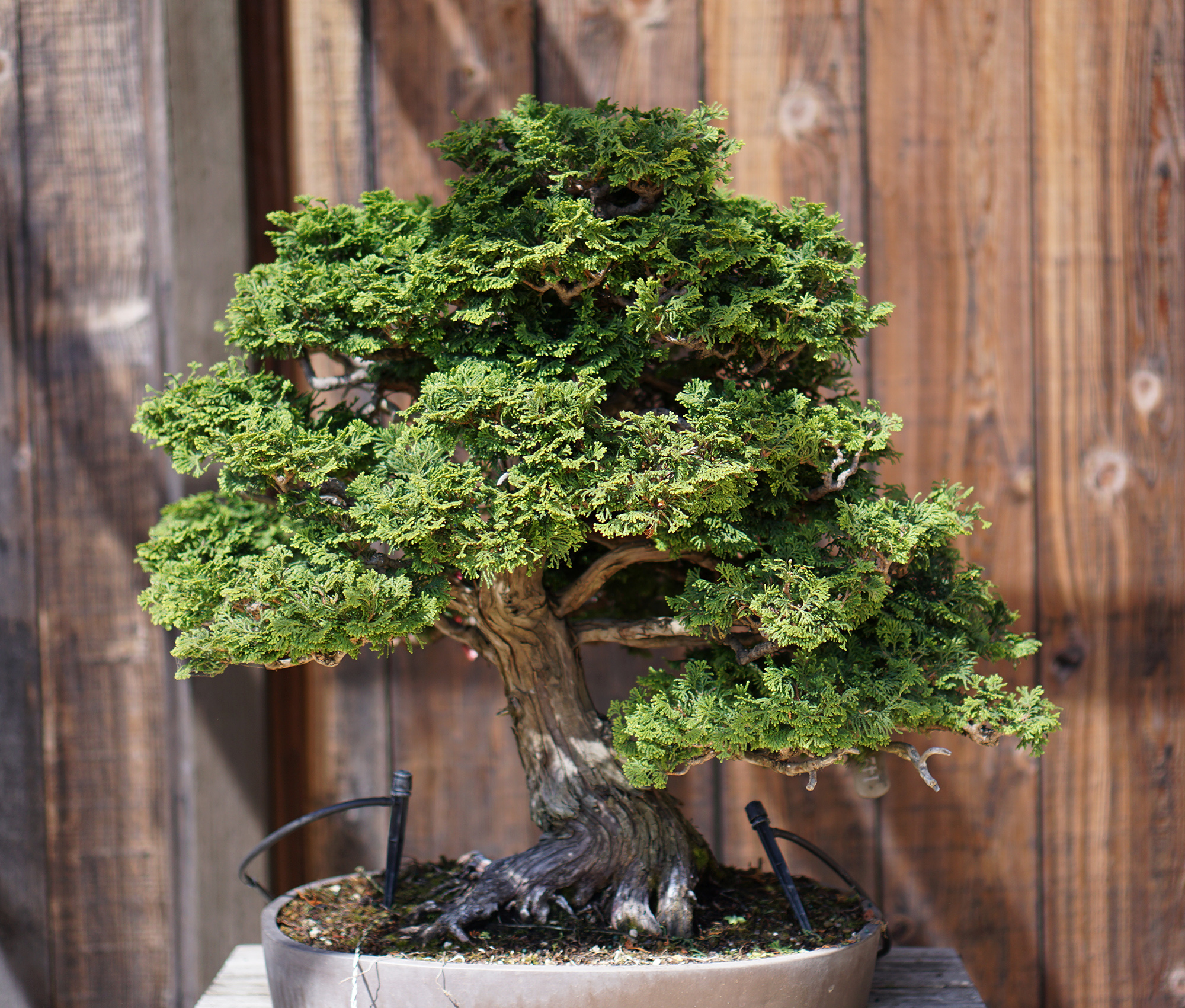 Bonsai tree at Lake Merritt, Oakland California / Darker than Green