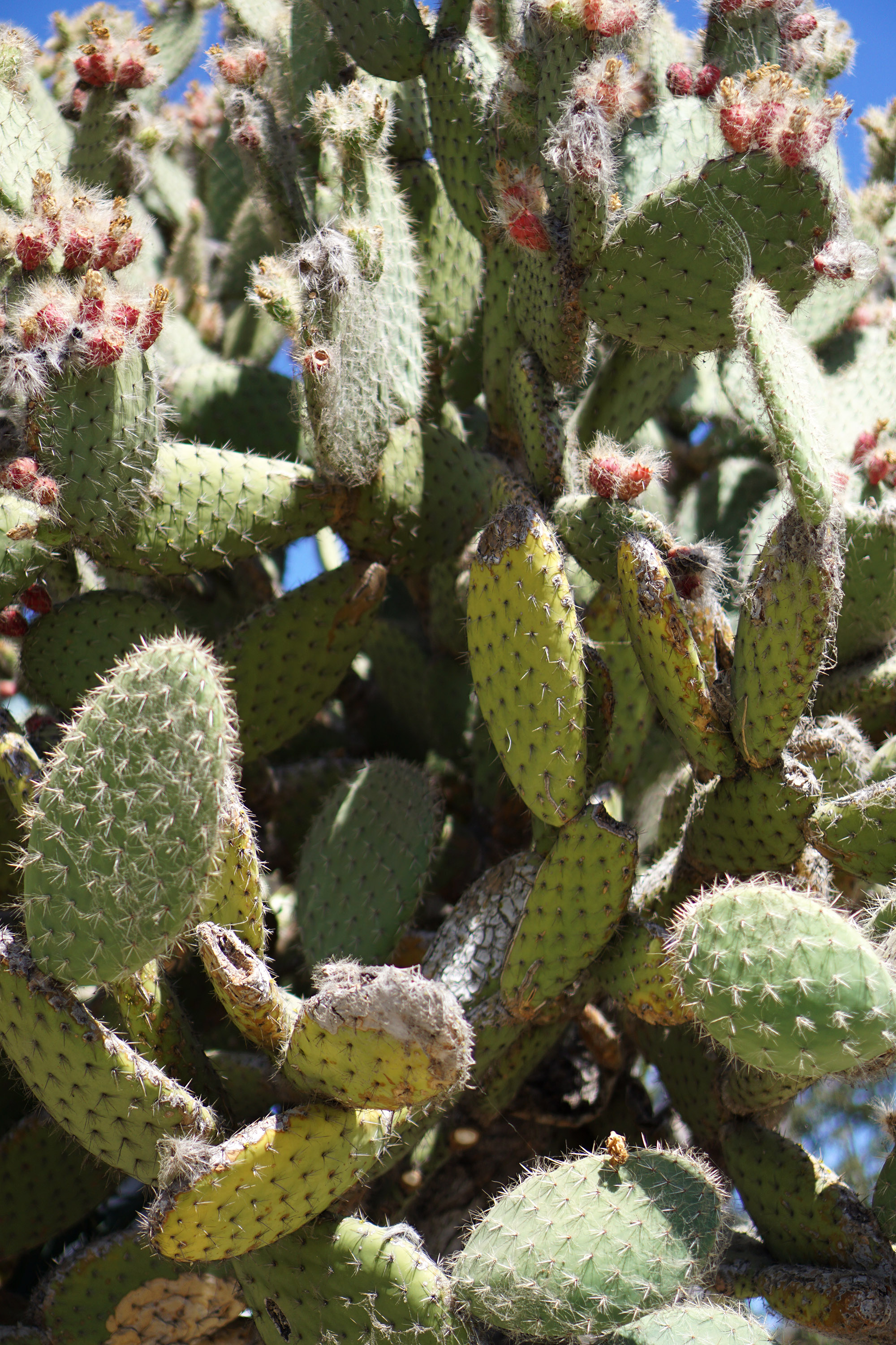 Cacti at The Gardens at Lake Merritt, Oakland California / Darker than Green