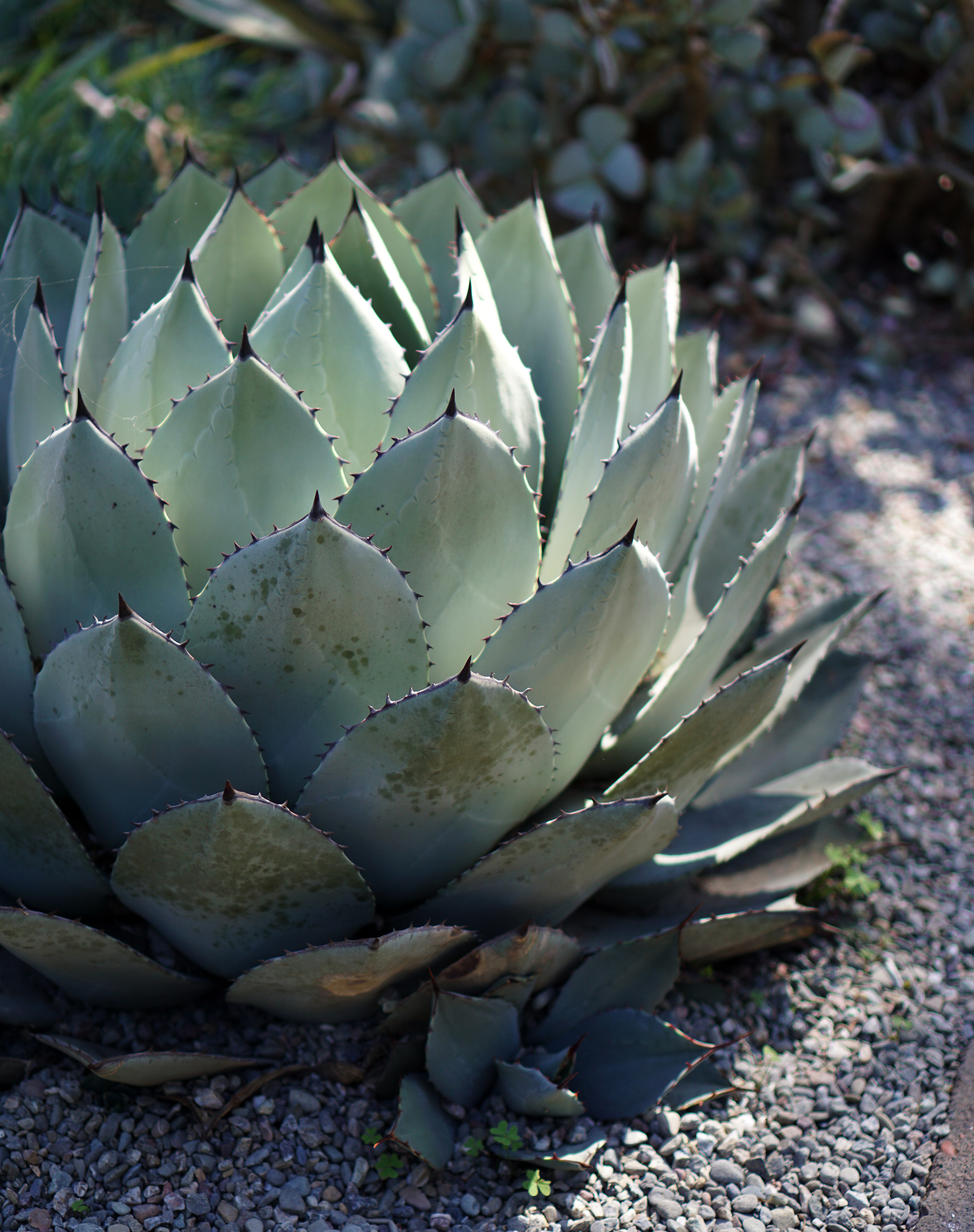 Agave at the Gardens at Lake Merritt, Oakland California / Darker than Green