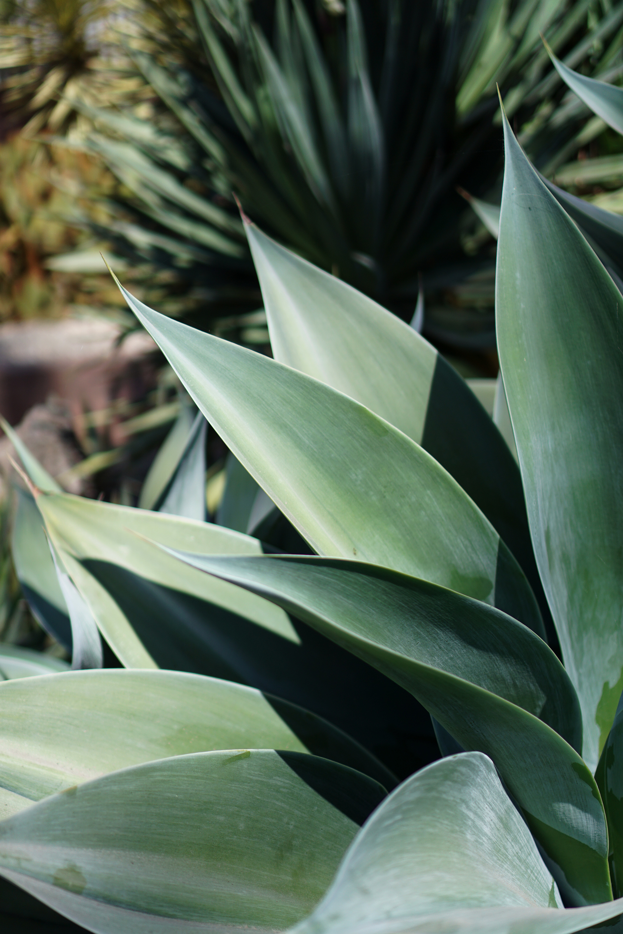 Agave leaves at the Gardens at Lake Merritt, Oakland California / Darker than Green