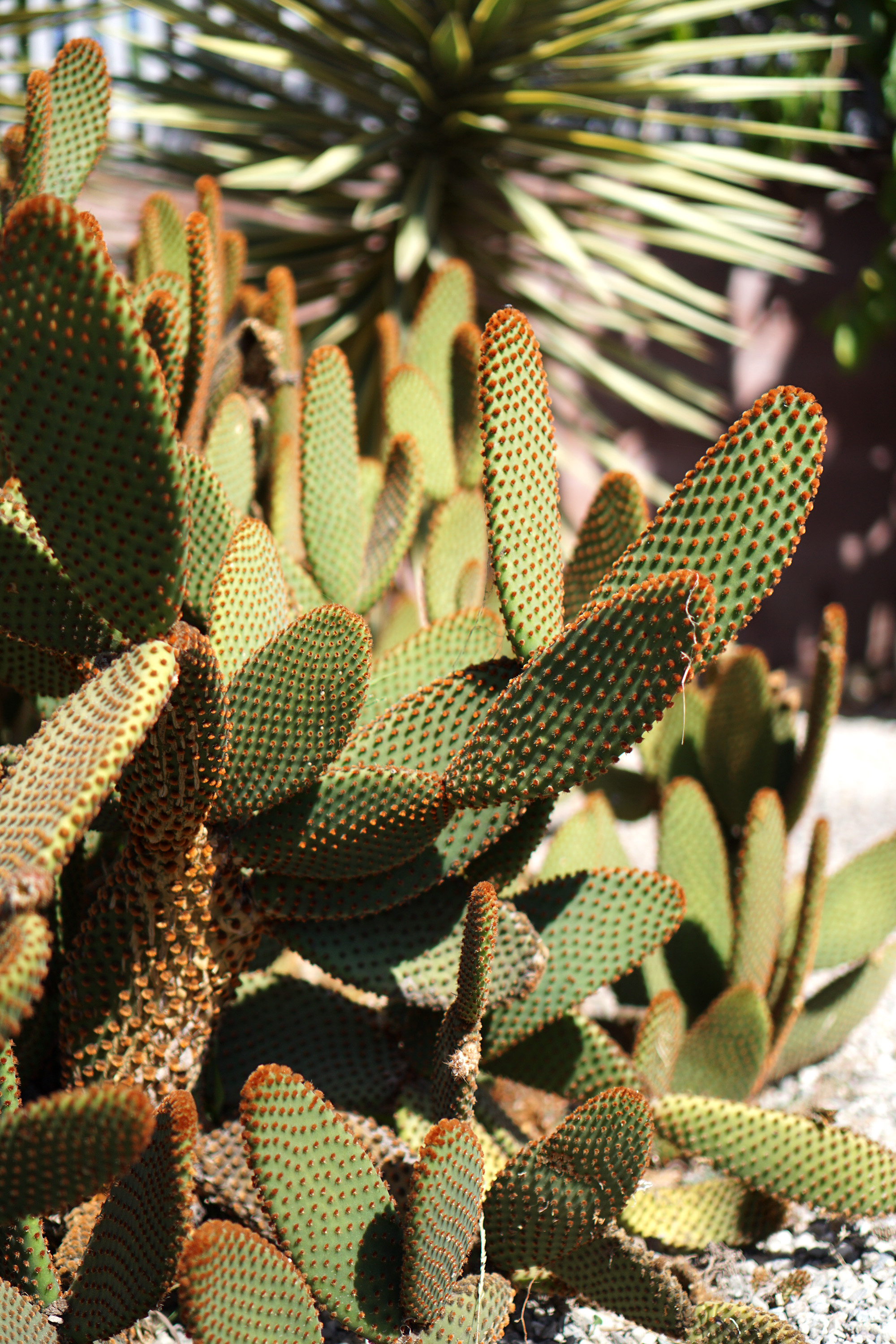 Cacti in the Gardens at Lake Merritt, Oakland California / Darker than Green
